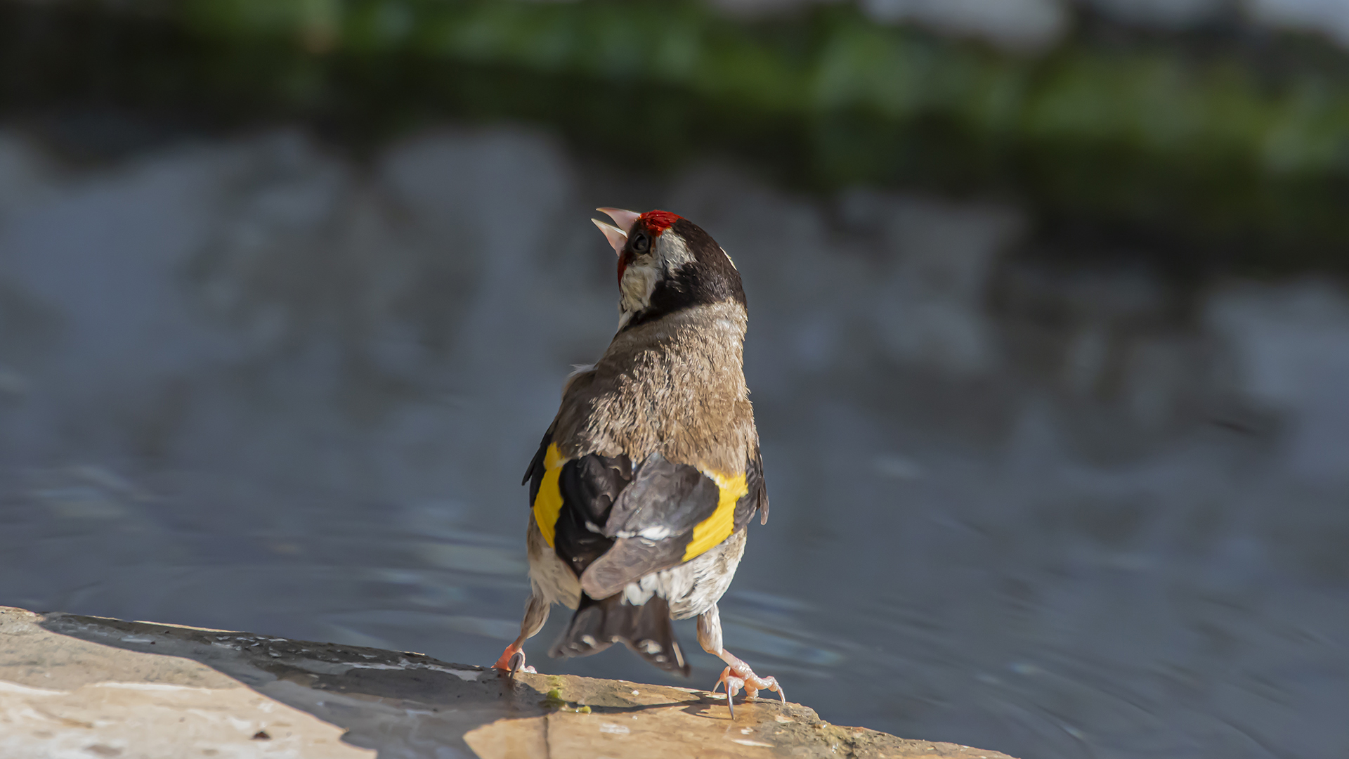 European Goldfinch