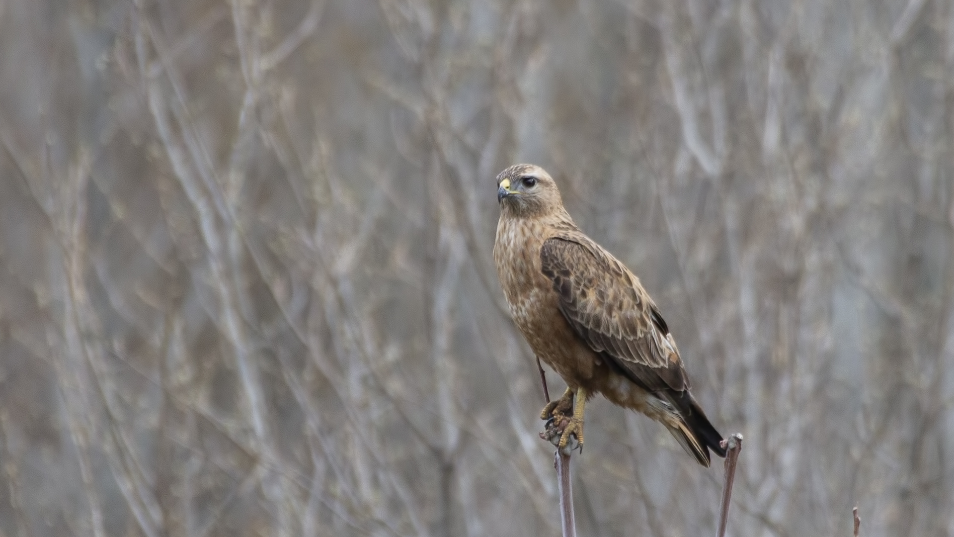 Long-legged Buzzard