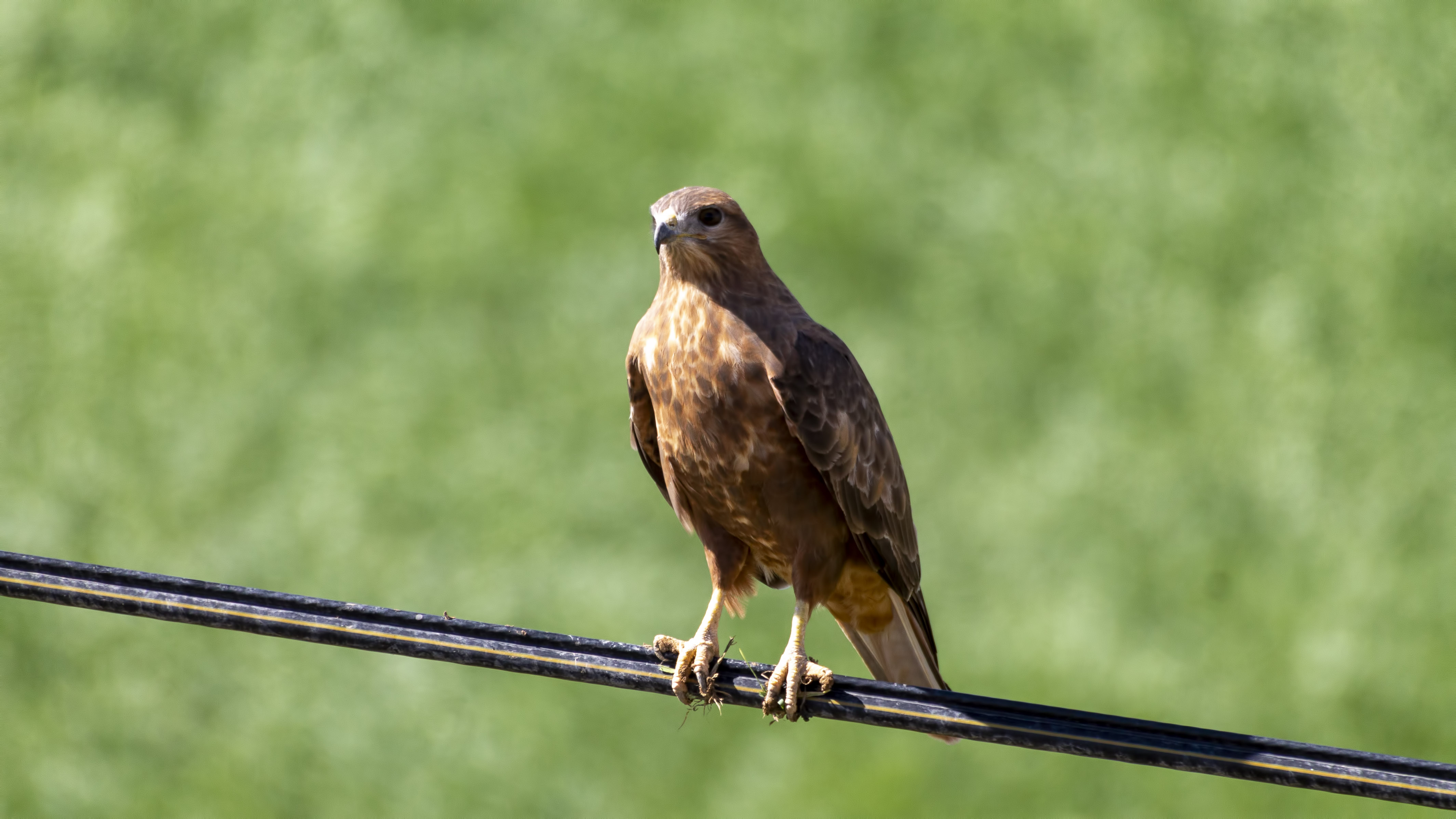 Common Buzzard