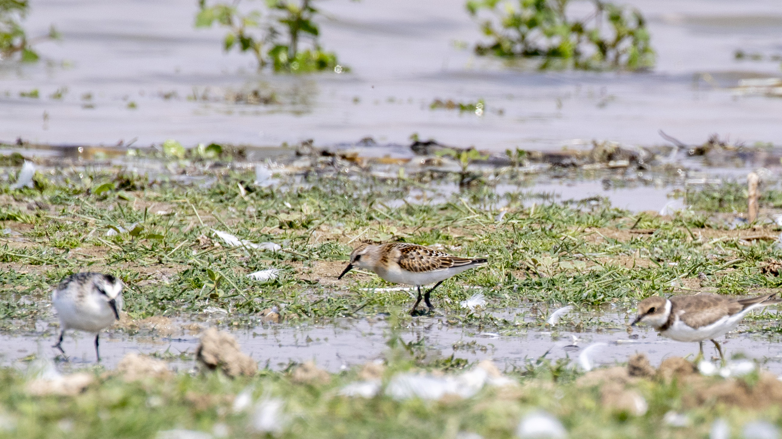 Little Stint