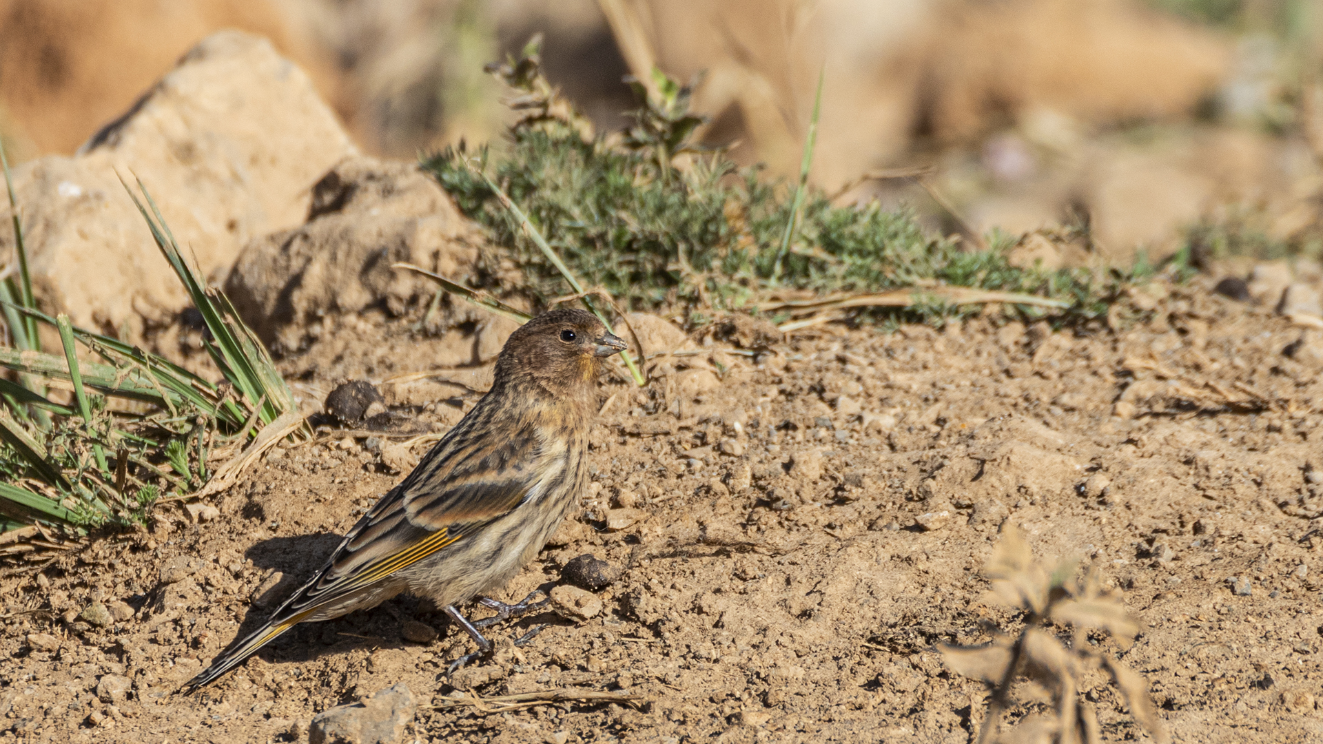 Fire-fronted Serin