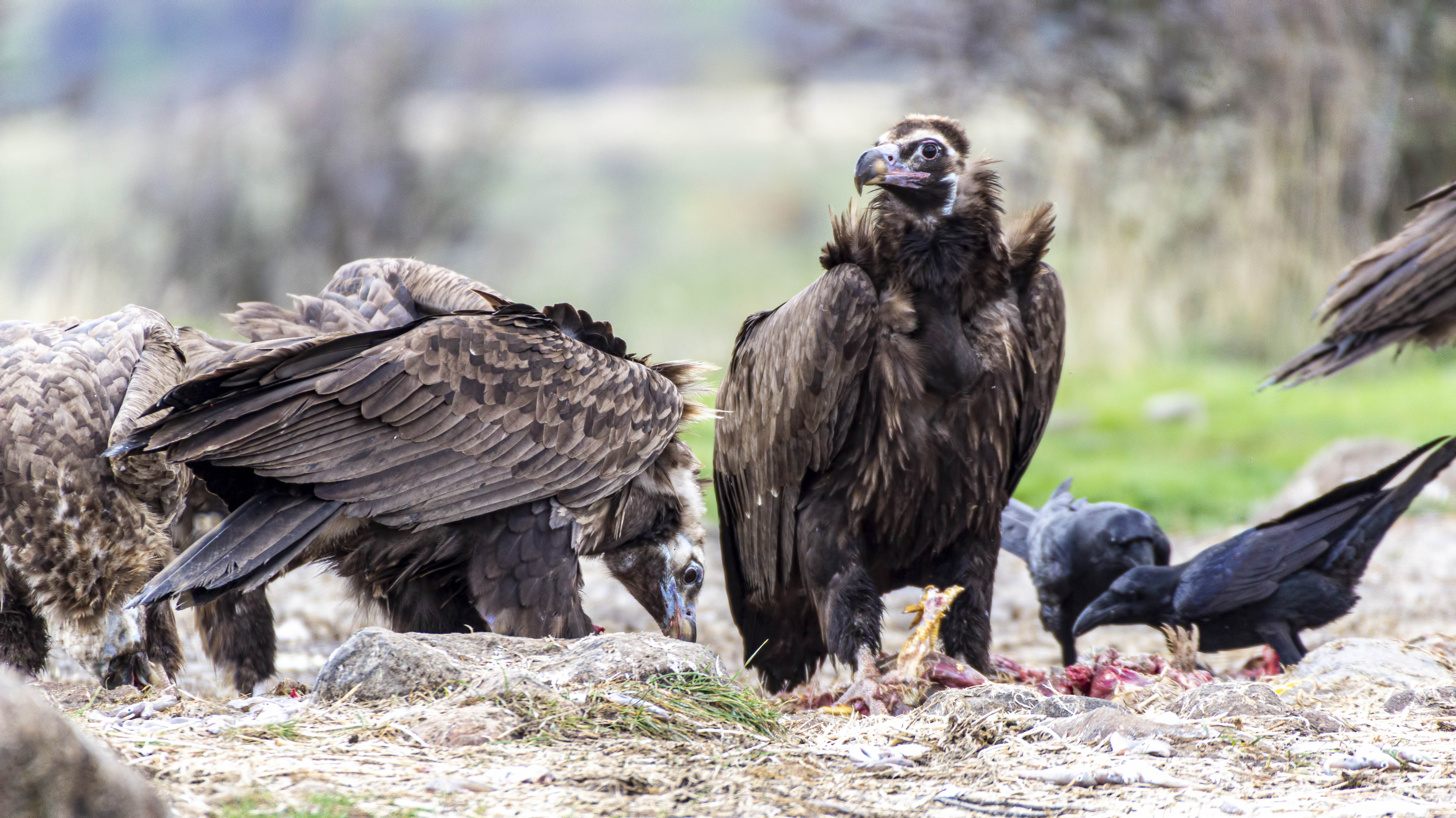 Cinereous Vulture