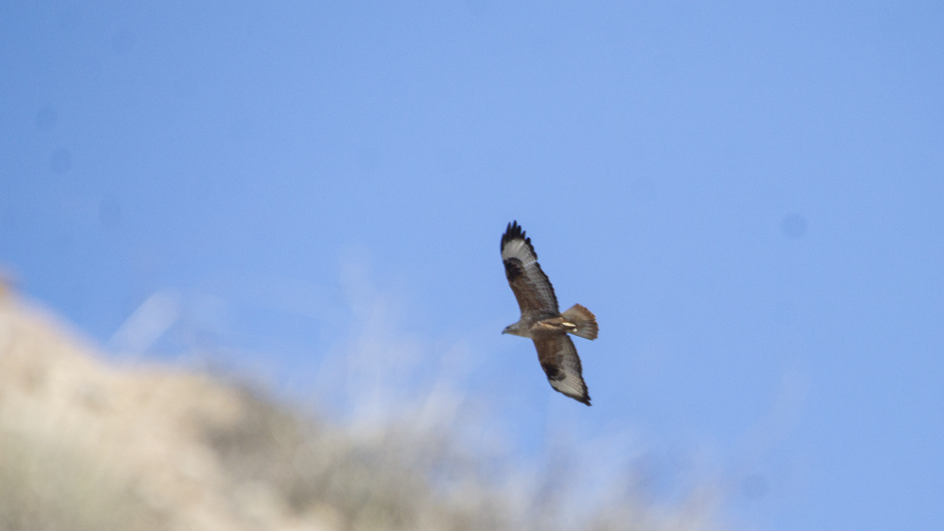 Long-legged Buzzard