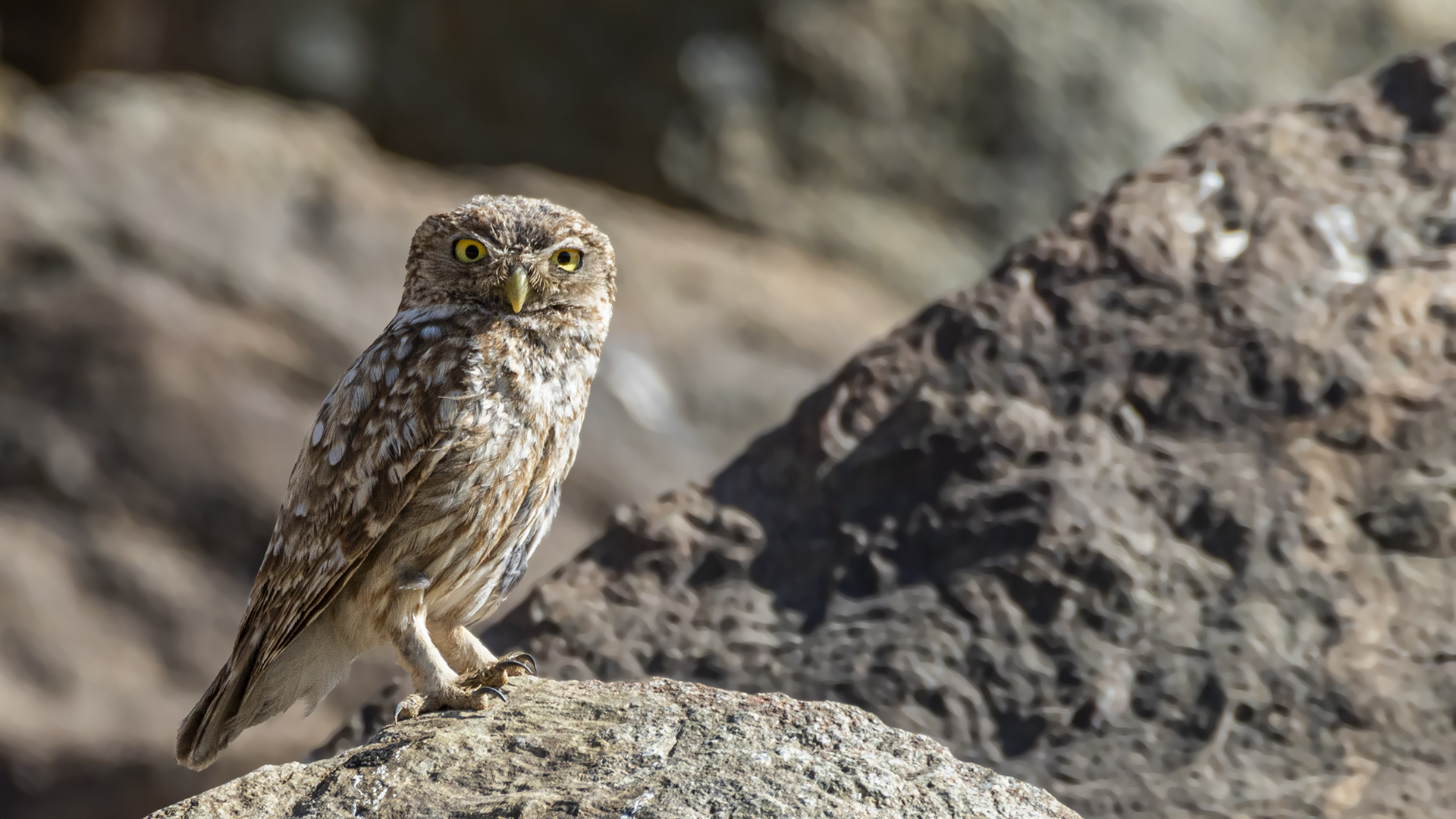 Little Owl
