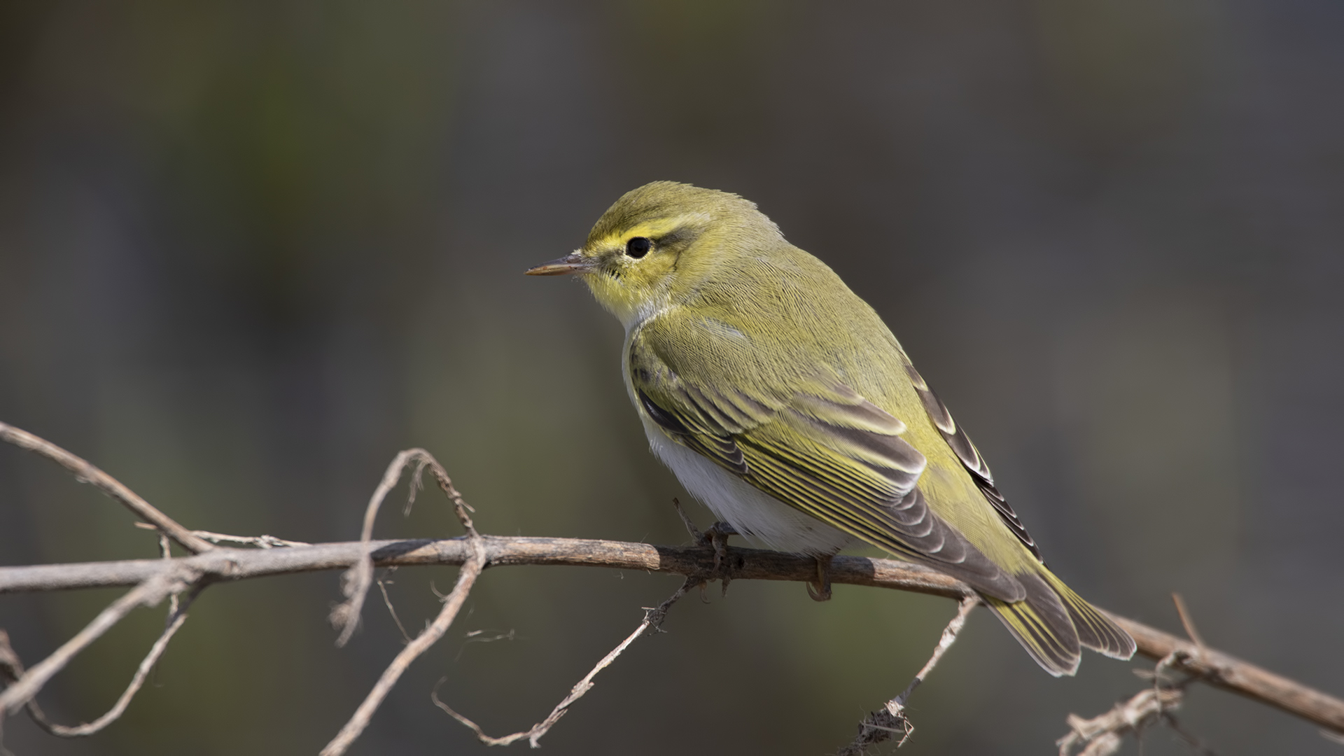 Wood Warbler — Ana fotoğraf