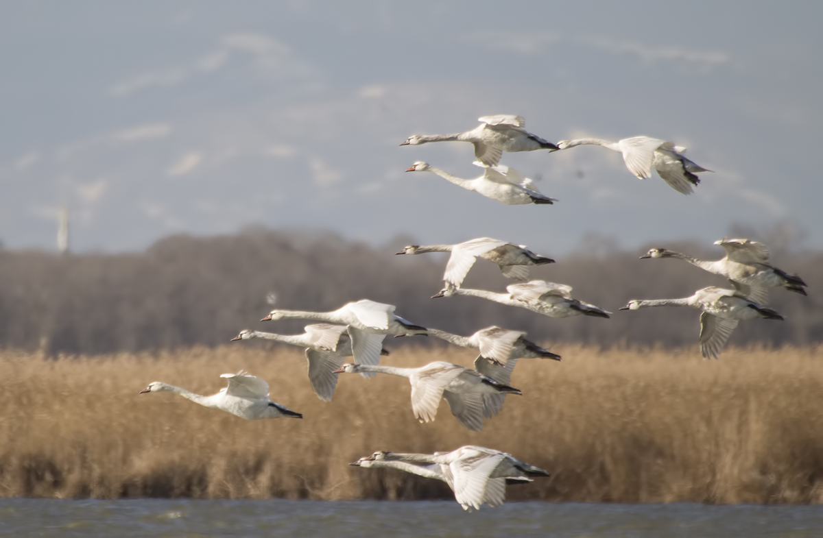 Whooper Swan