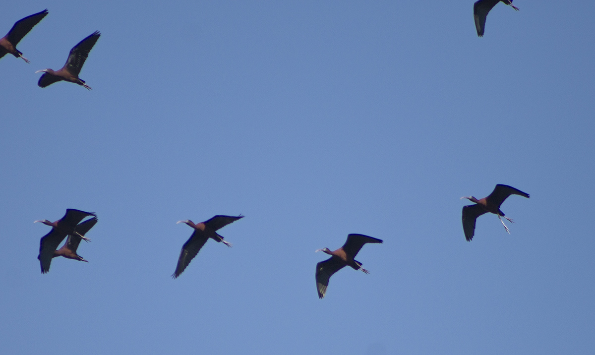 Glossy Ibis