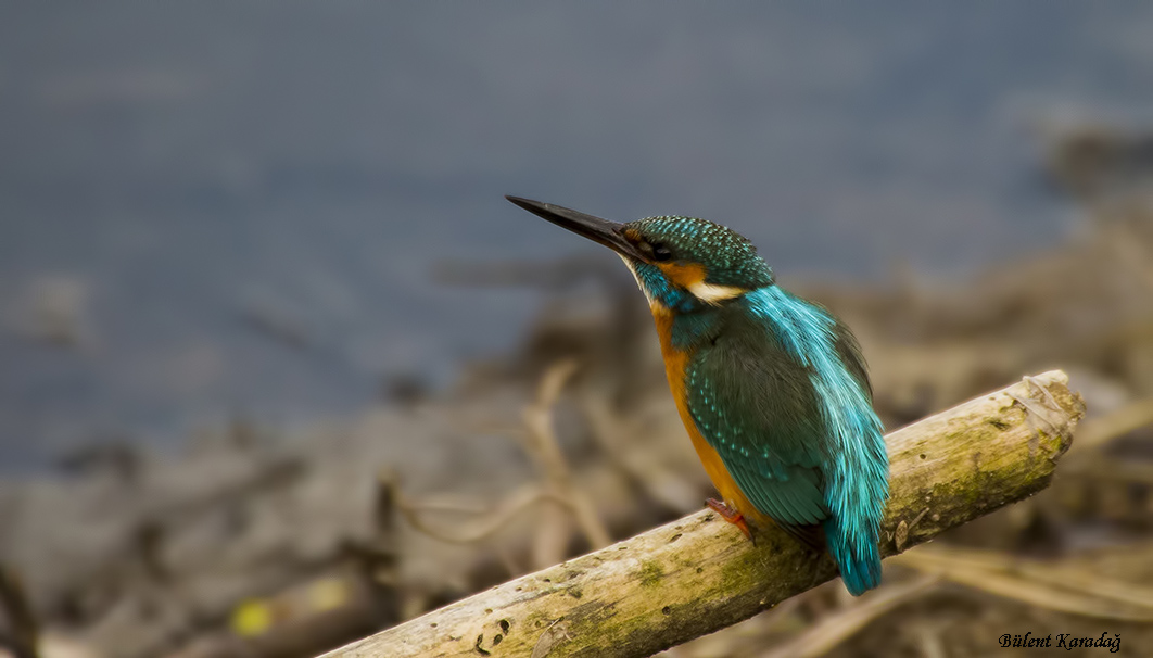 Common Kingfisher
