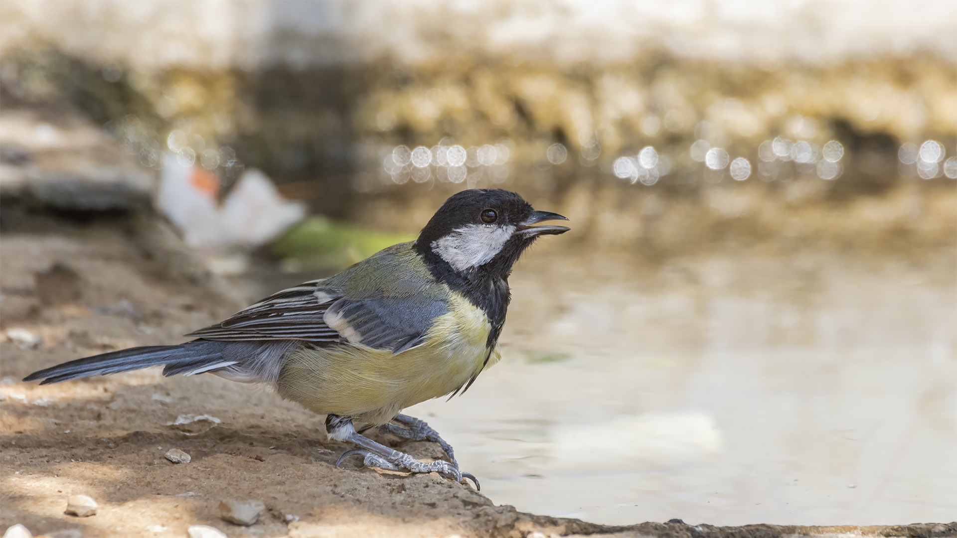 Great Tit