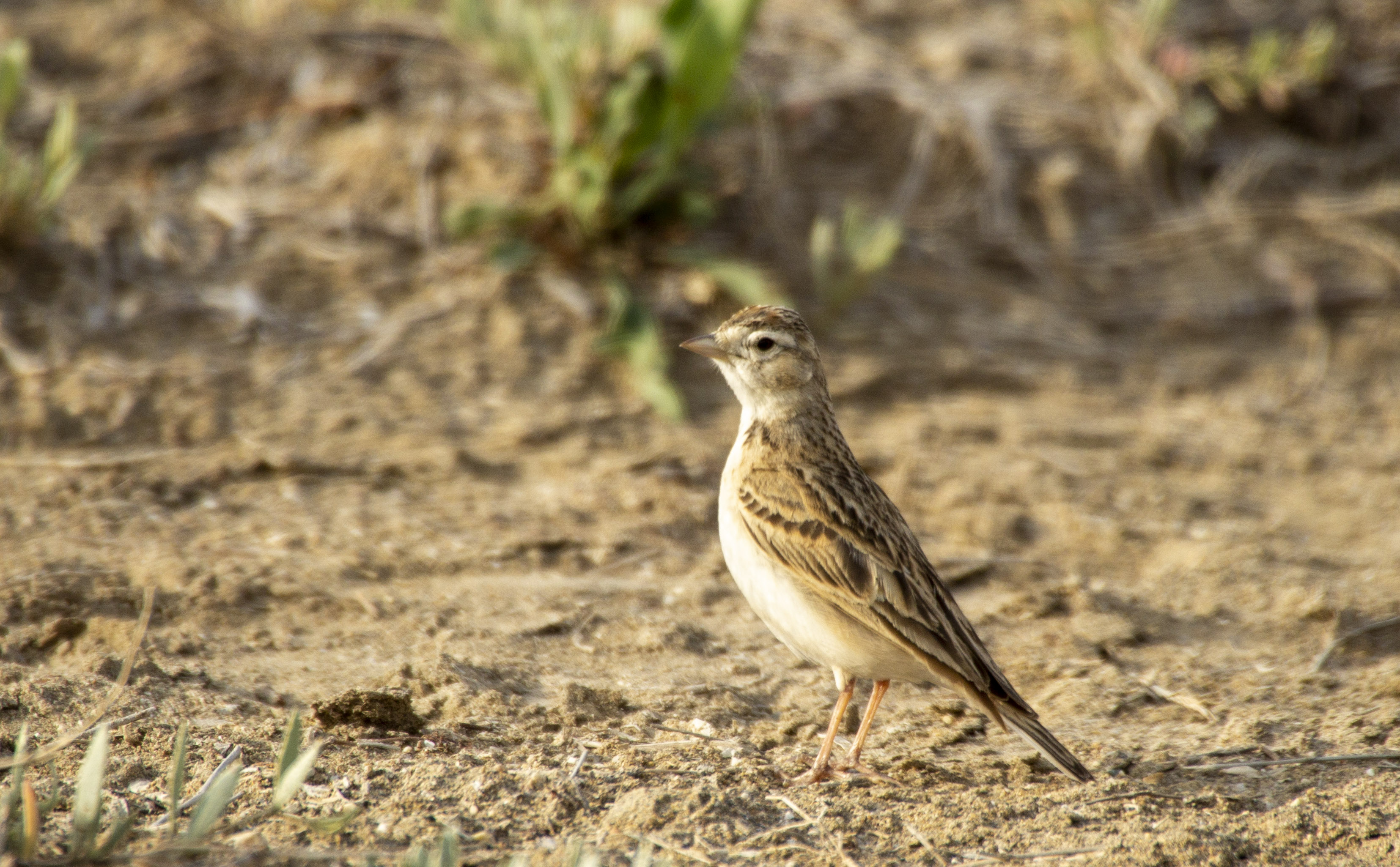 Greater Short-toed Lark