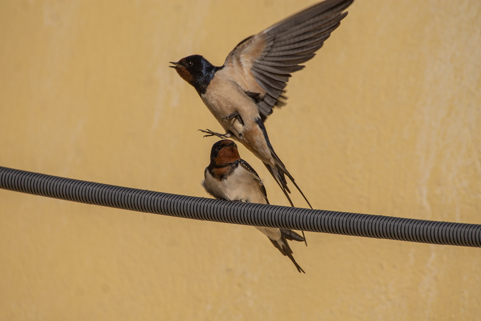 Barn Swallow