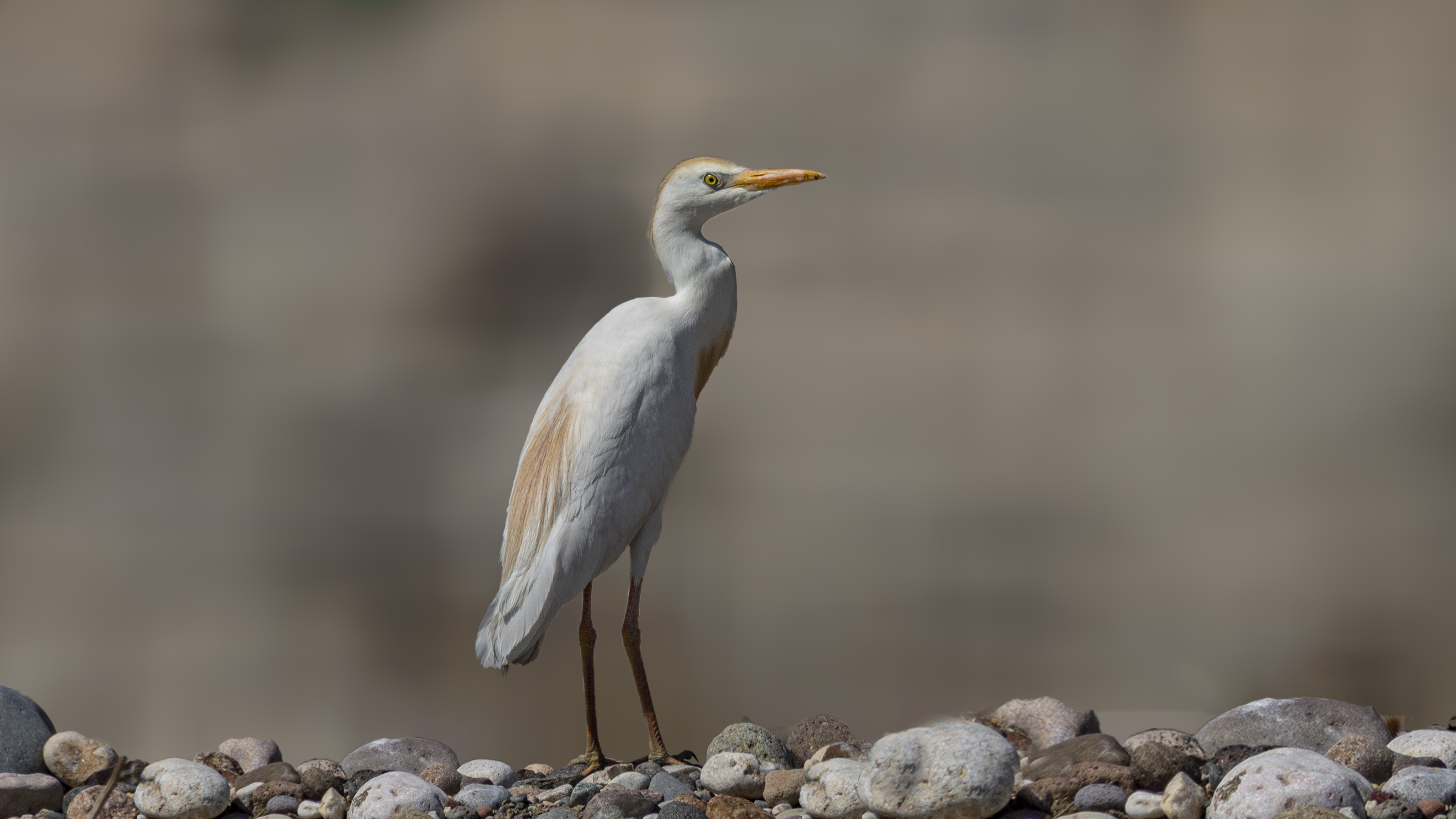Cattle Egret