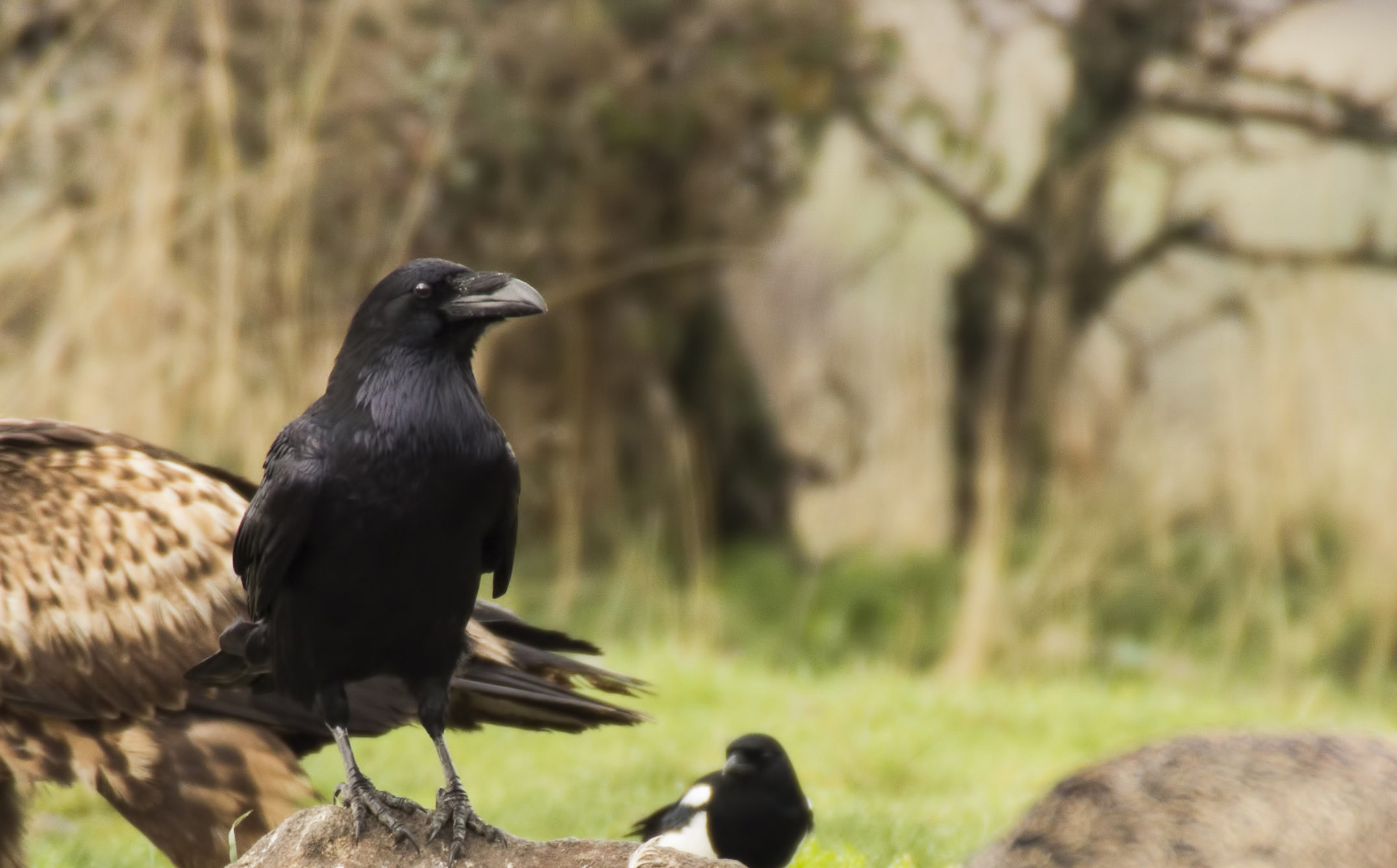 Common Raven