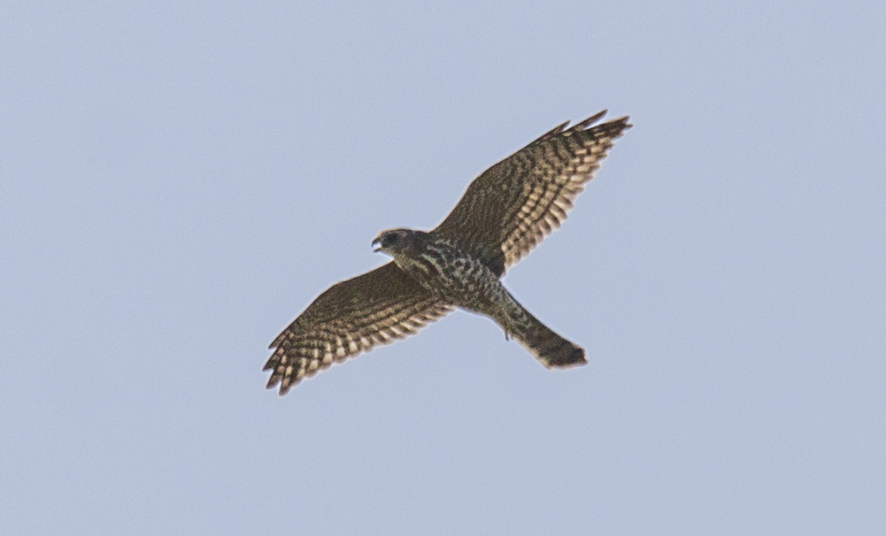 Merlin