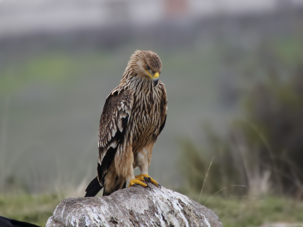 Imperial Eagle