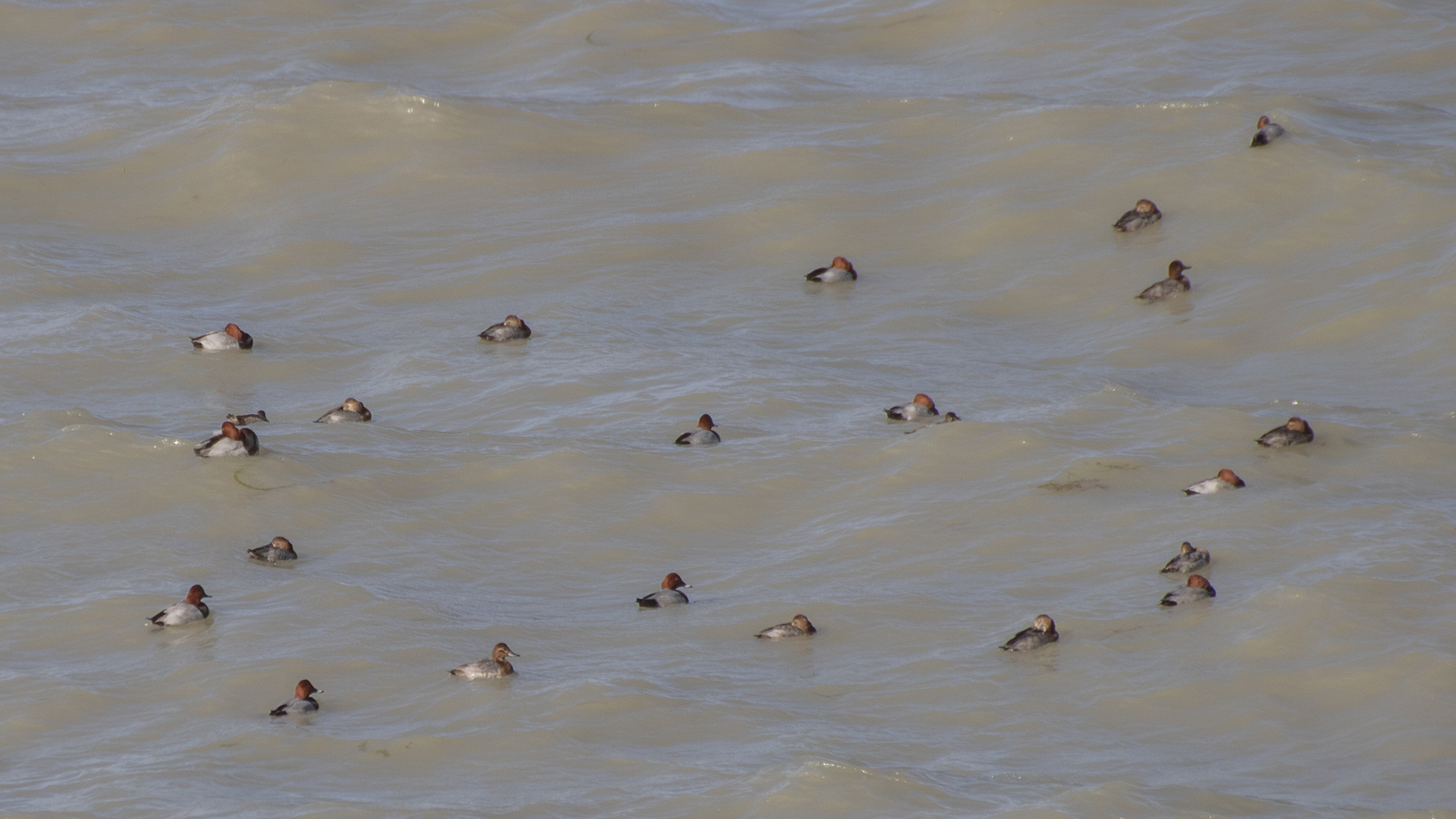 Common Pochard