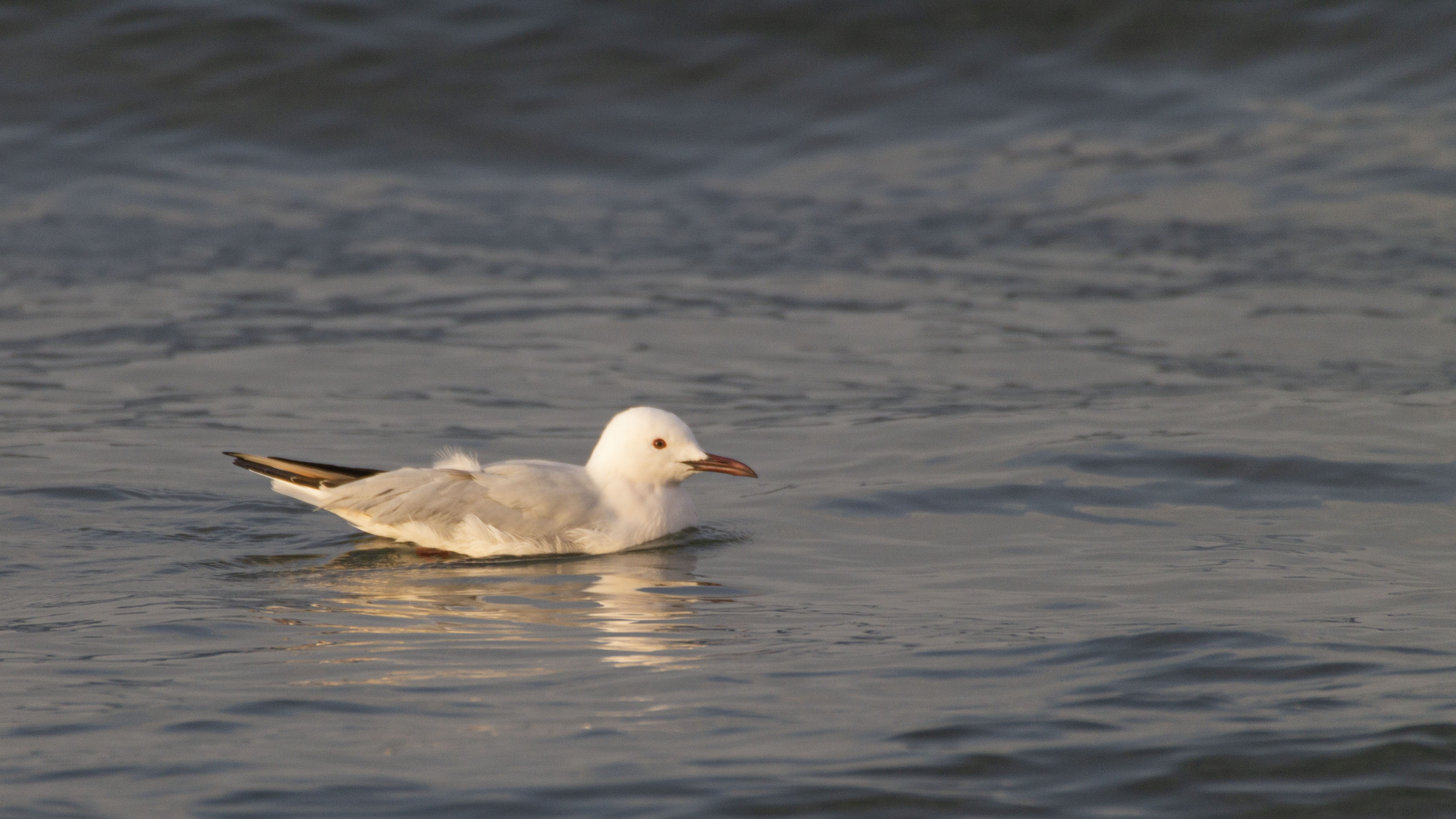 Slender-billed Gull