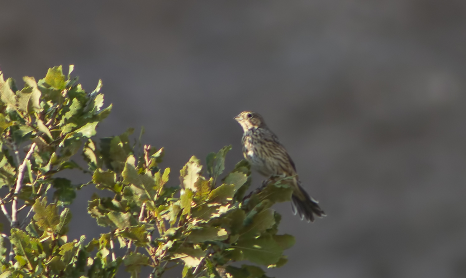 Cirl Bunting