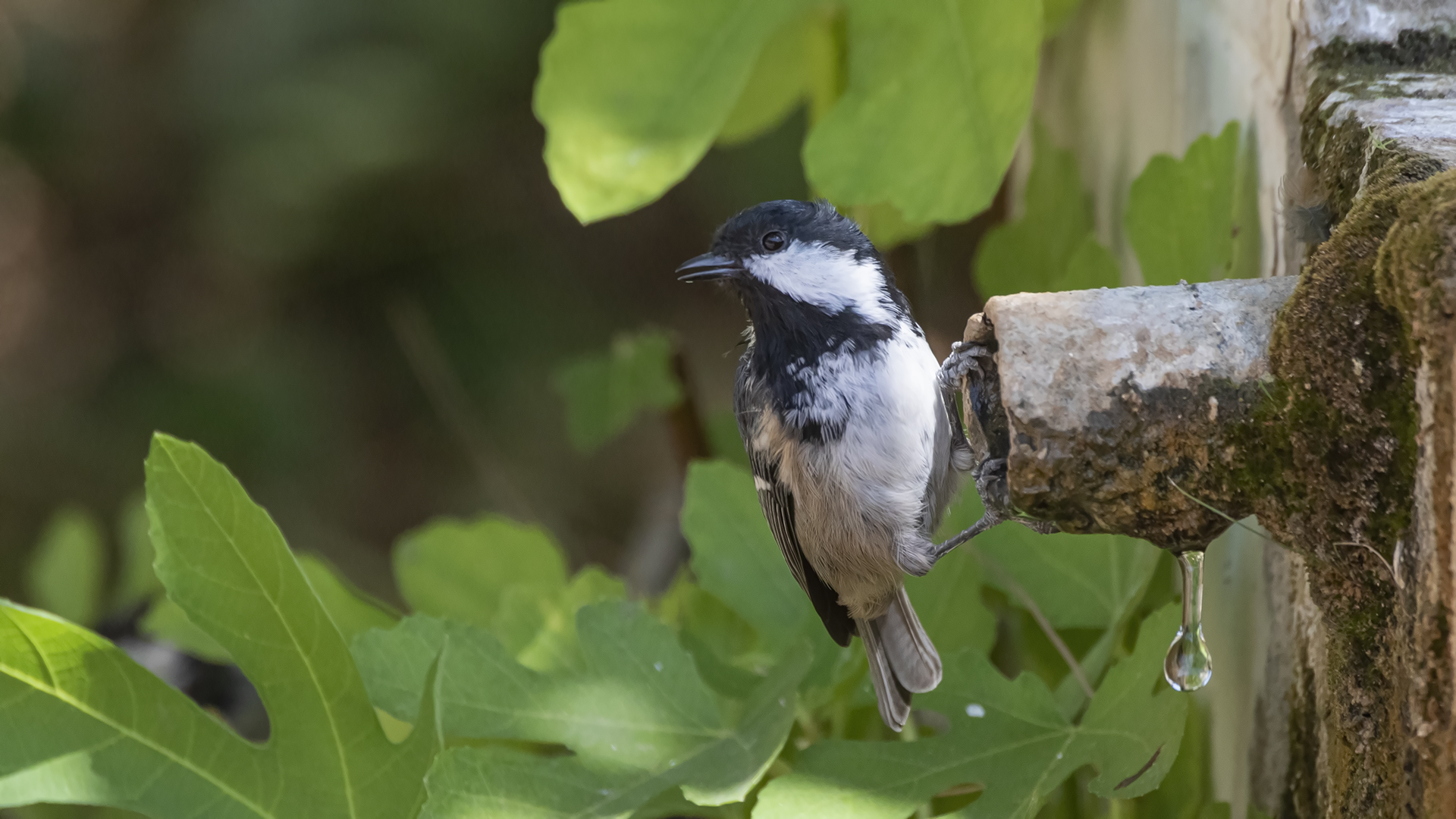 Coal Tit