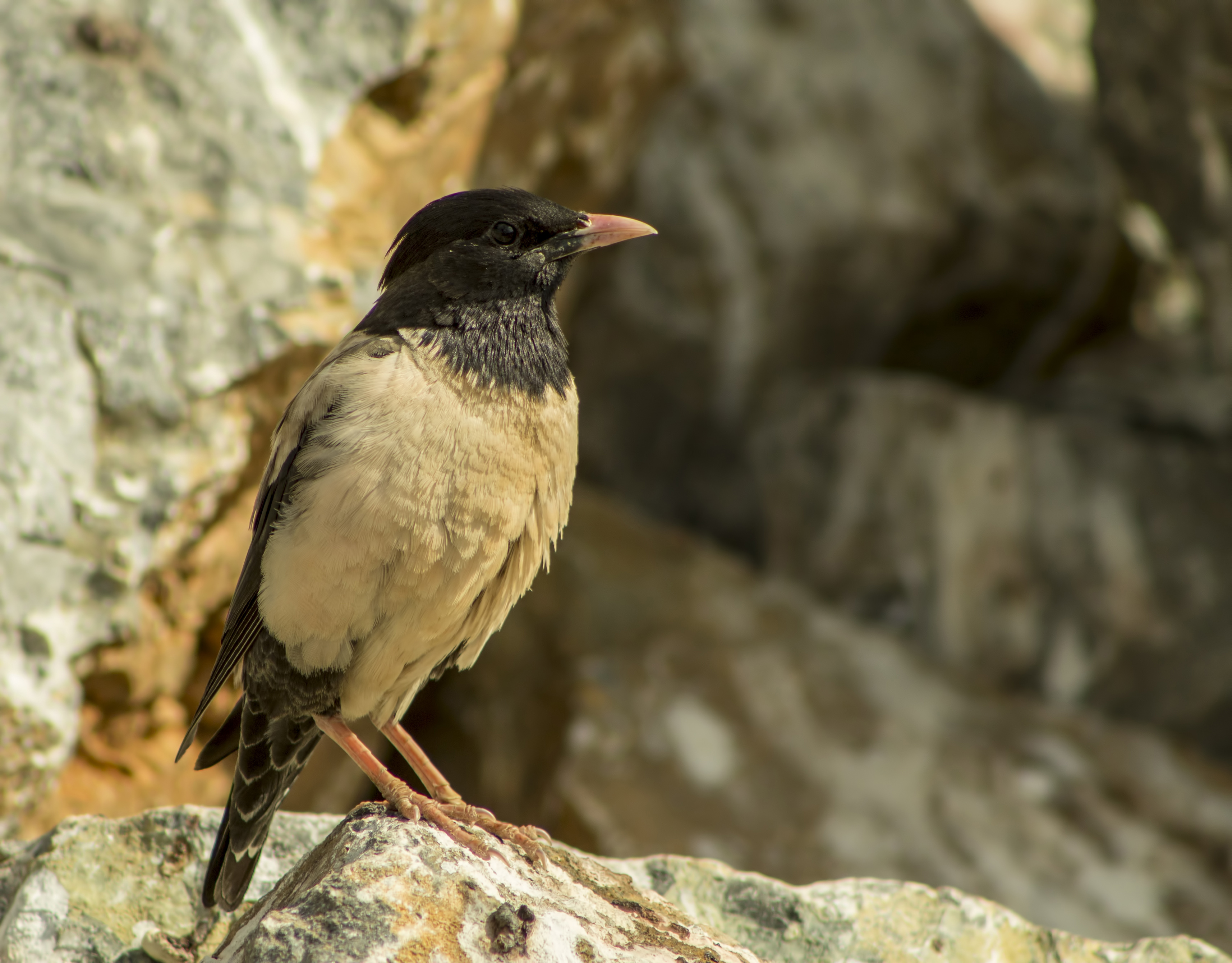 Rosy Starling