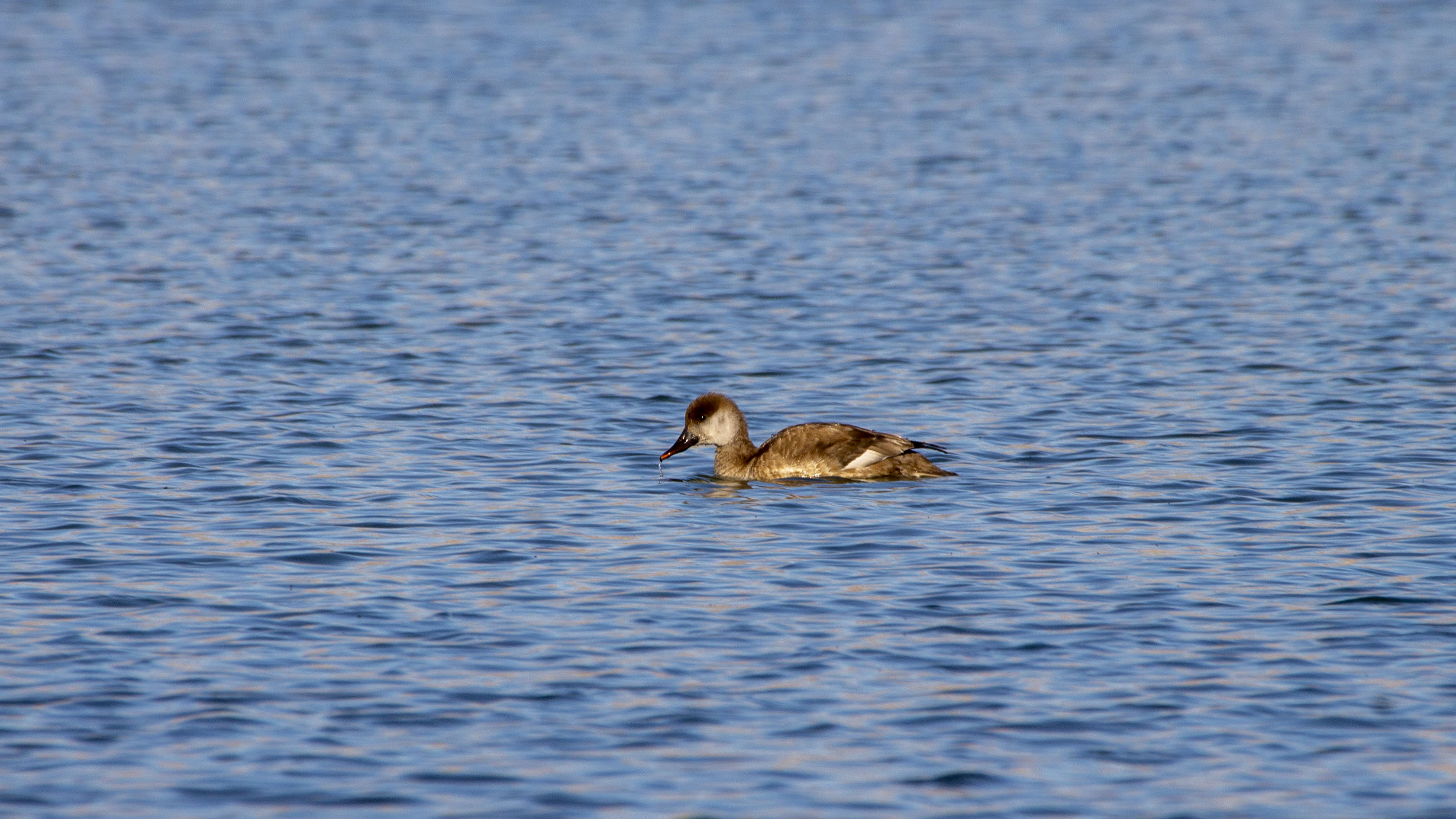 Red-crested Pochard