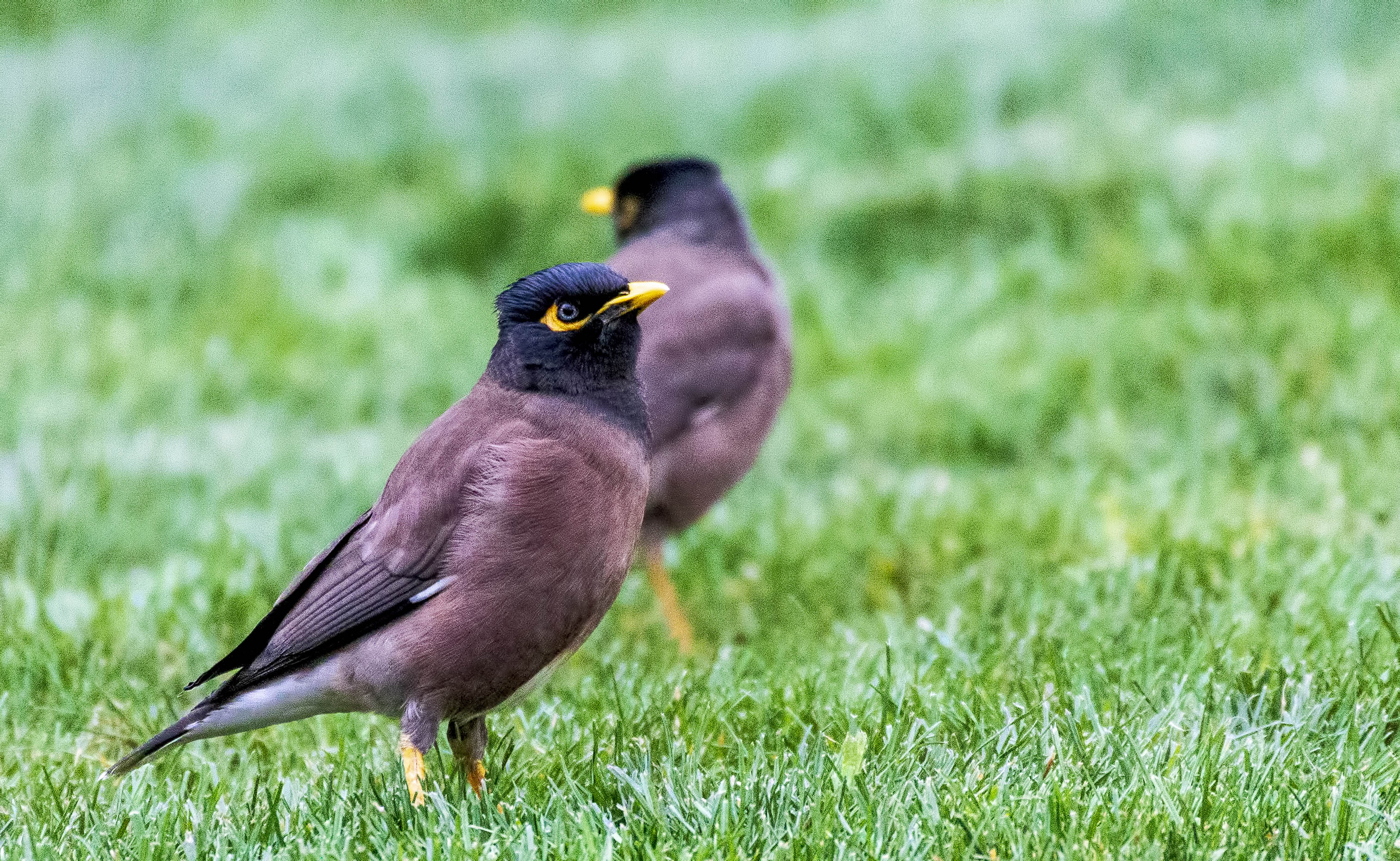 Common Myna