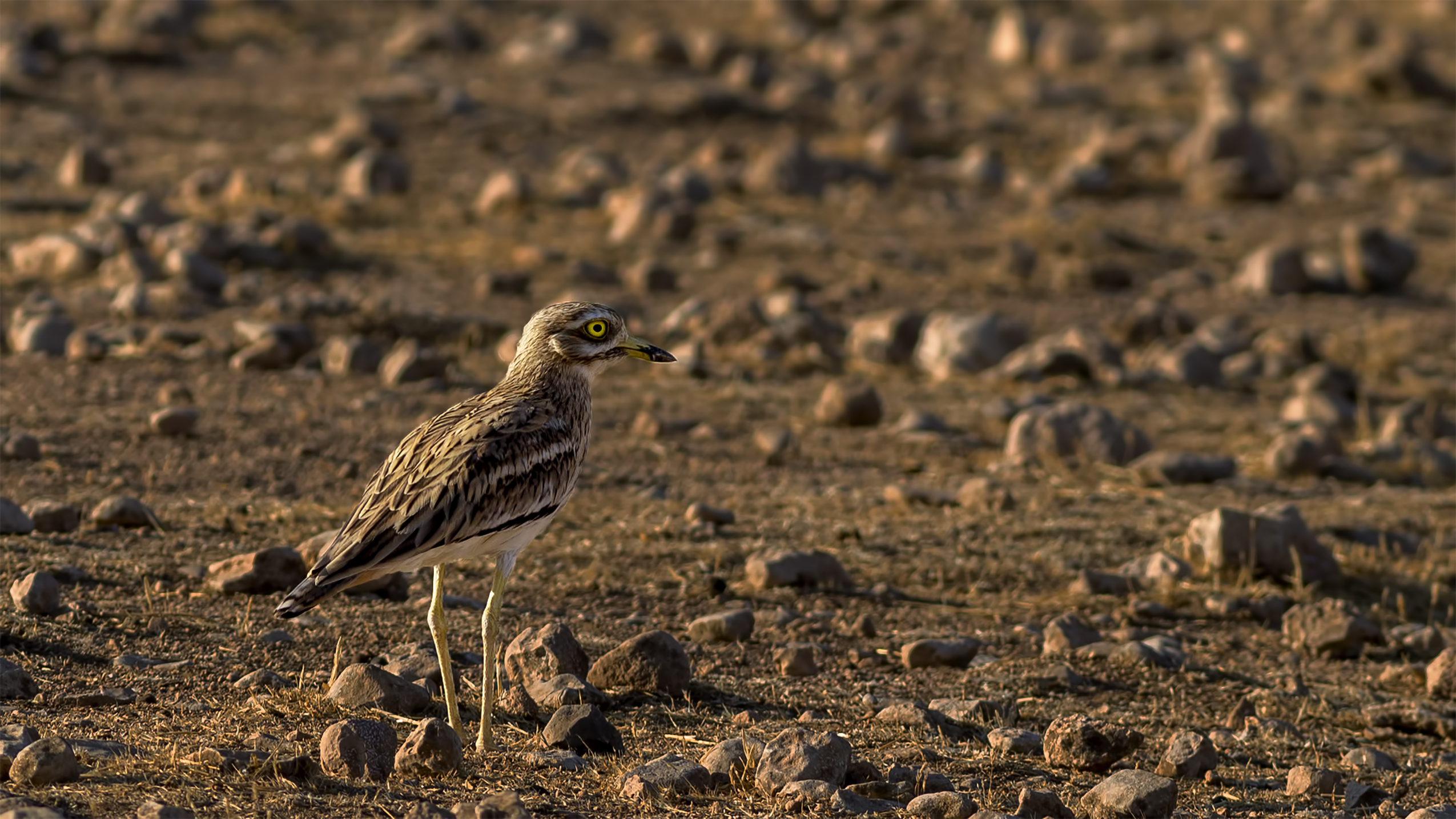 Eurasian Thick-knee — Ana fotoğraf
