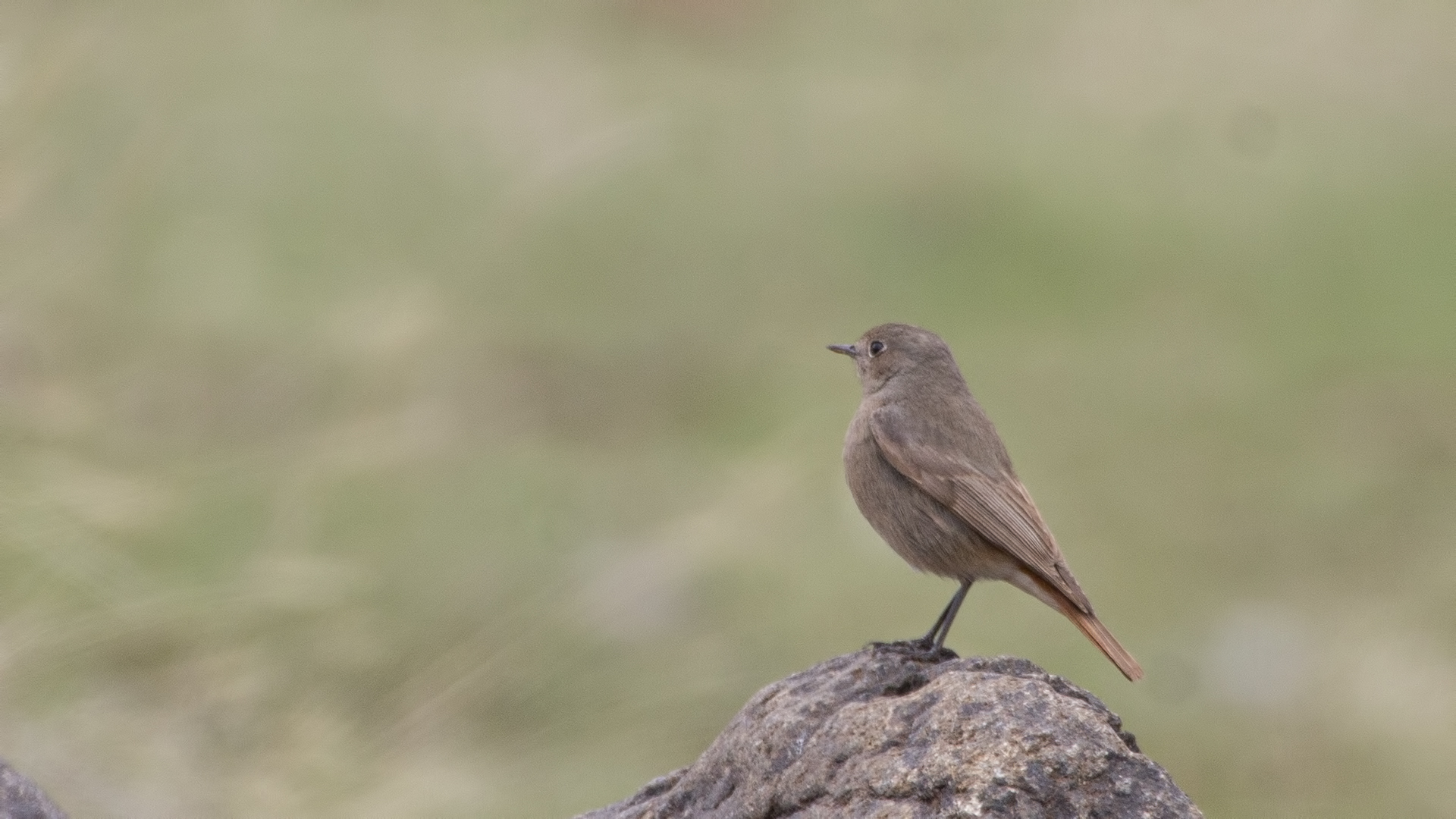 Black Redstart