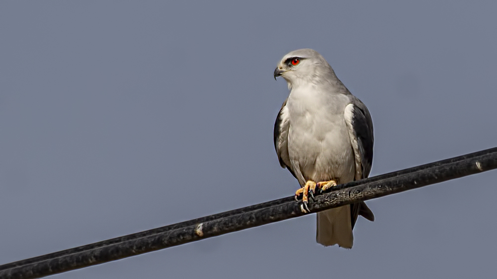 Black-winged Kite