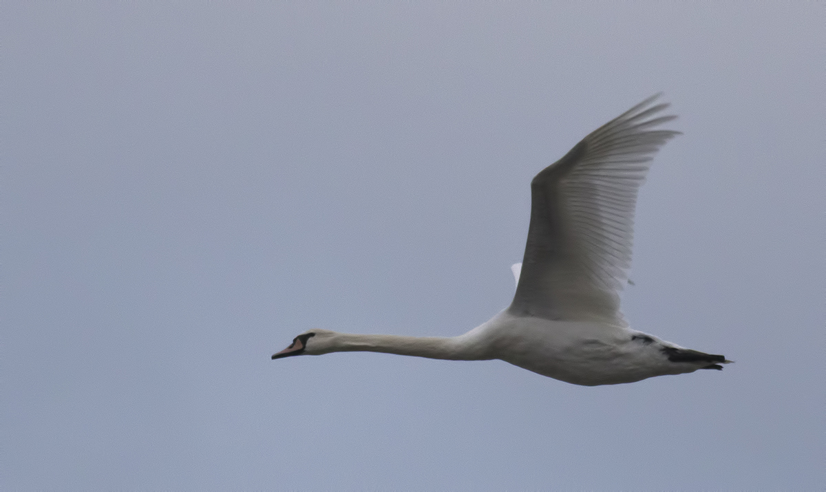 Mute Swan