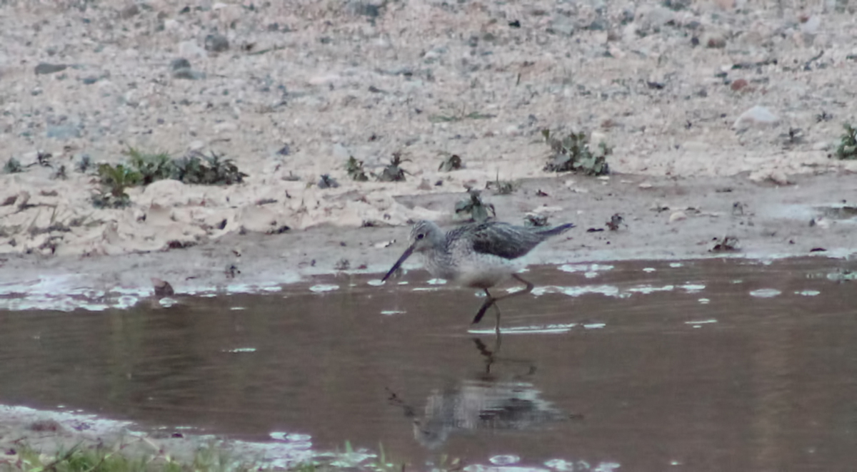 Wood Sandpiper