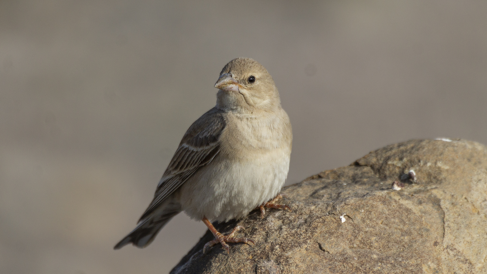 Pale Rockfinch