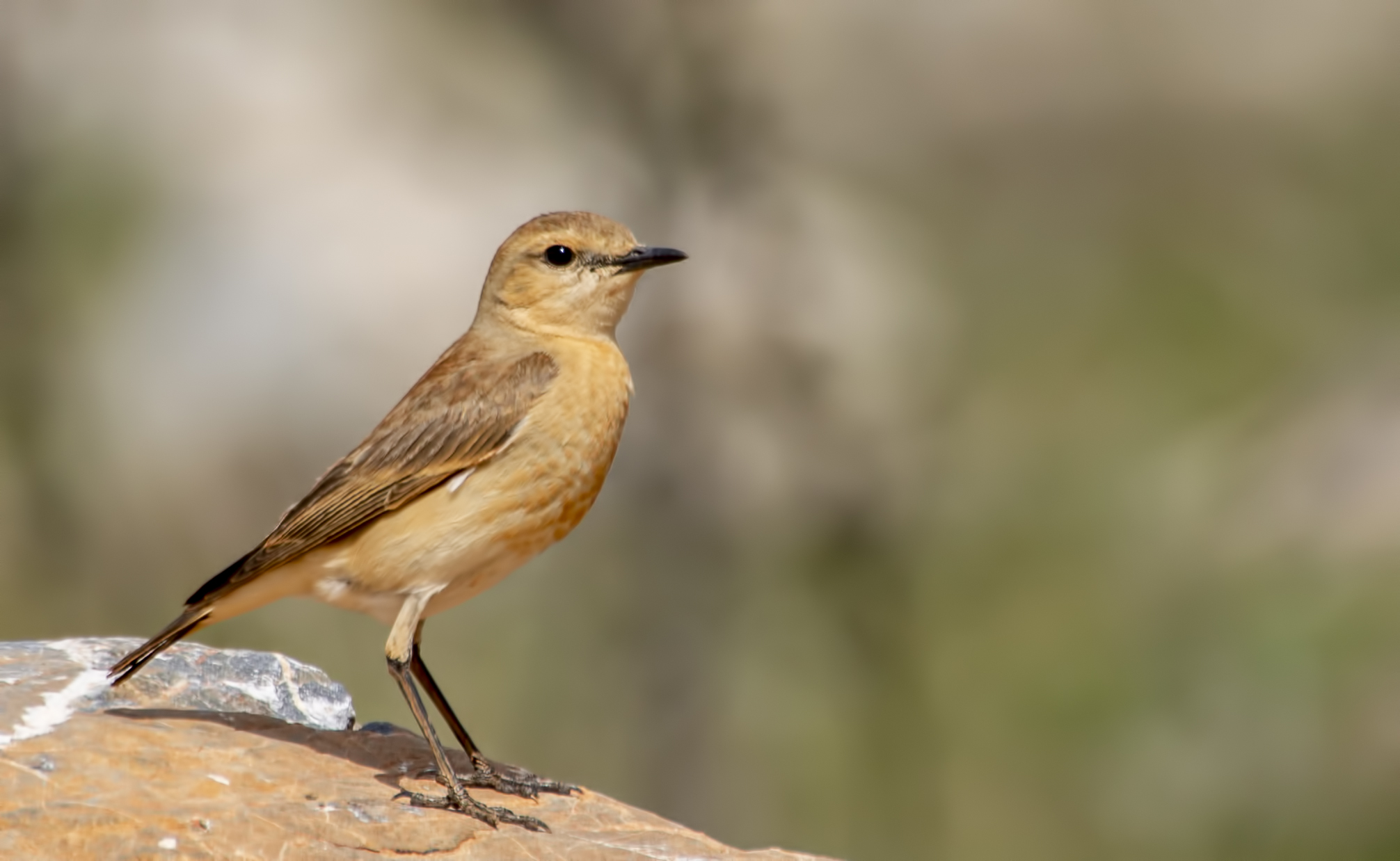 Isabelline Wheatear
