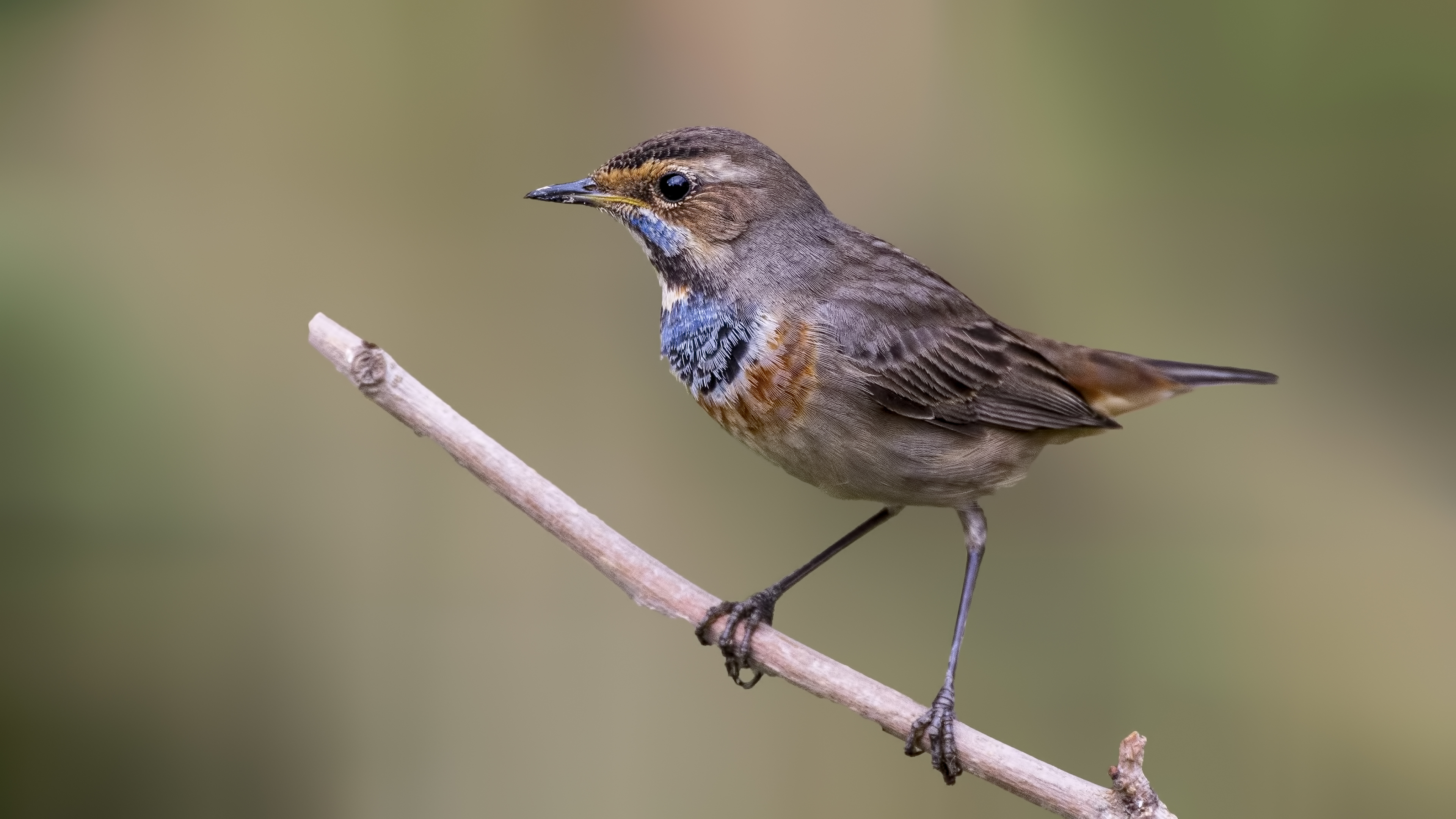 Bluethroat