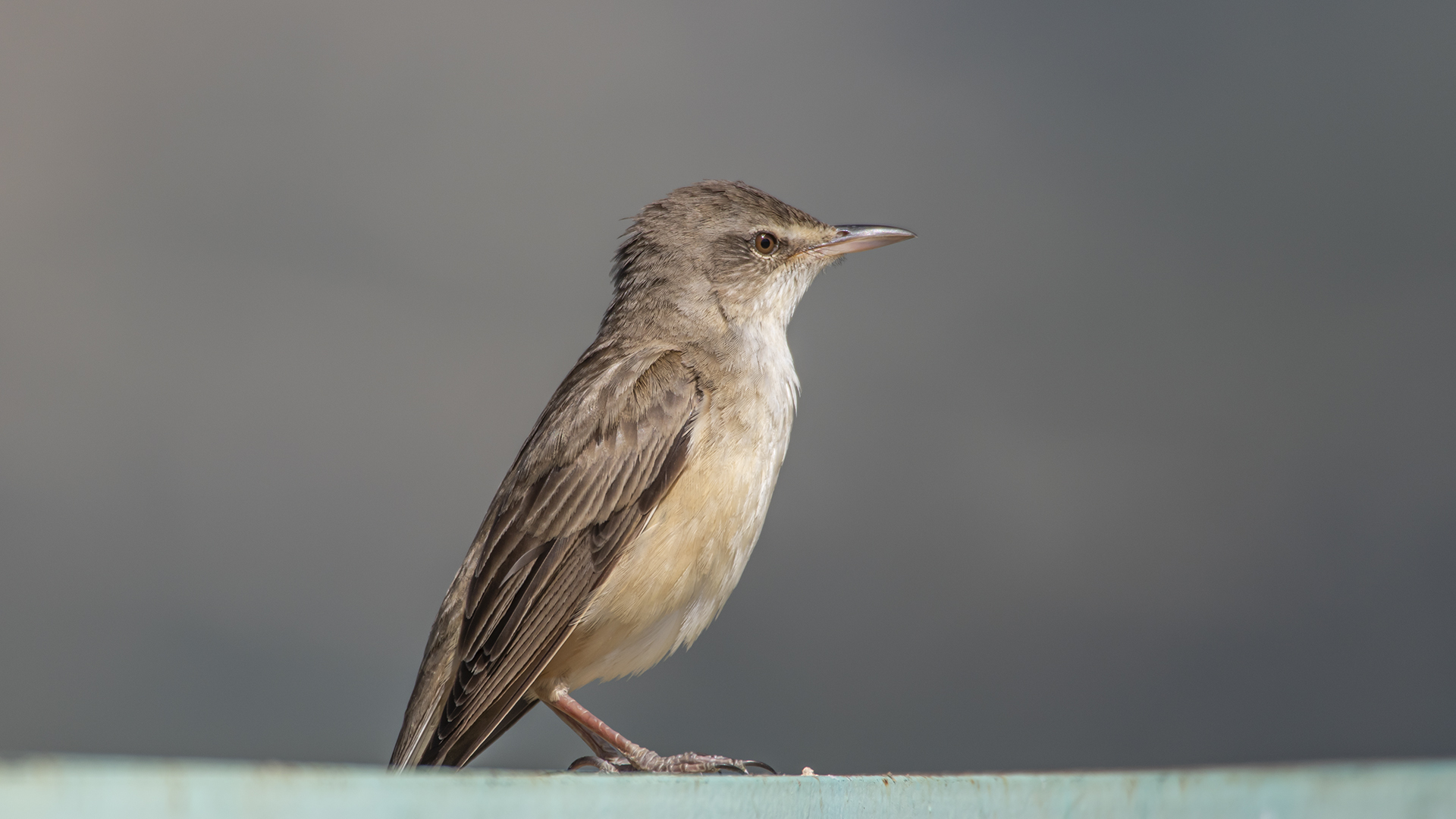 Eurasian Reed Warbler — Ana fotoğraf