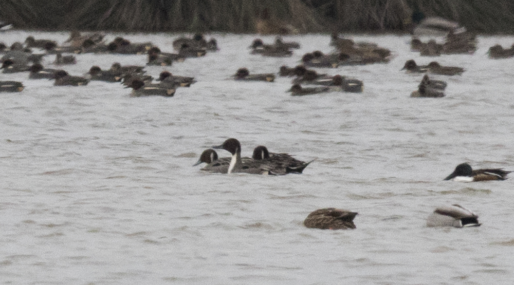 Northern Pintail — Ana fotoğraf
