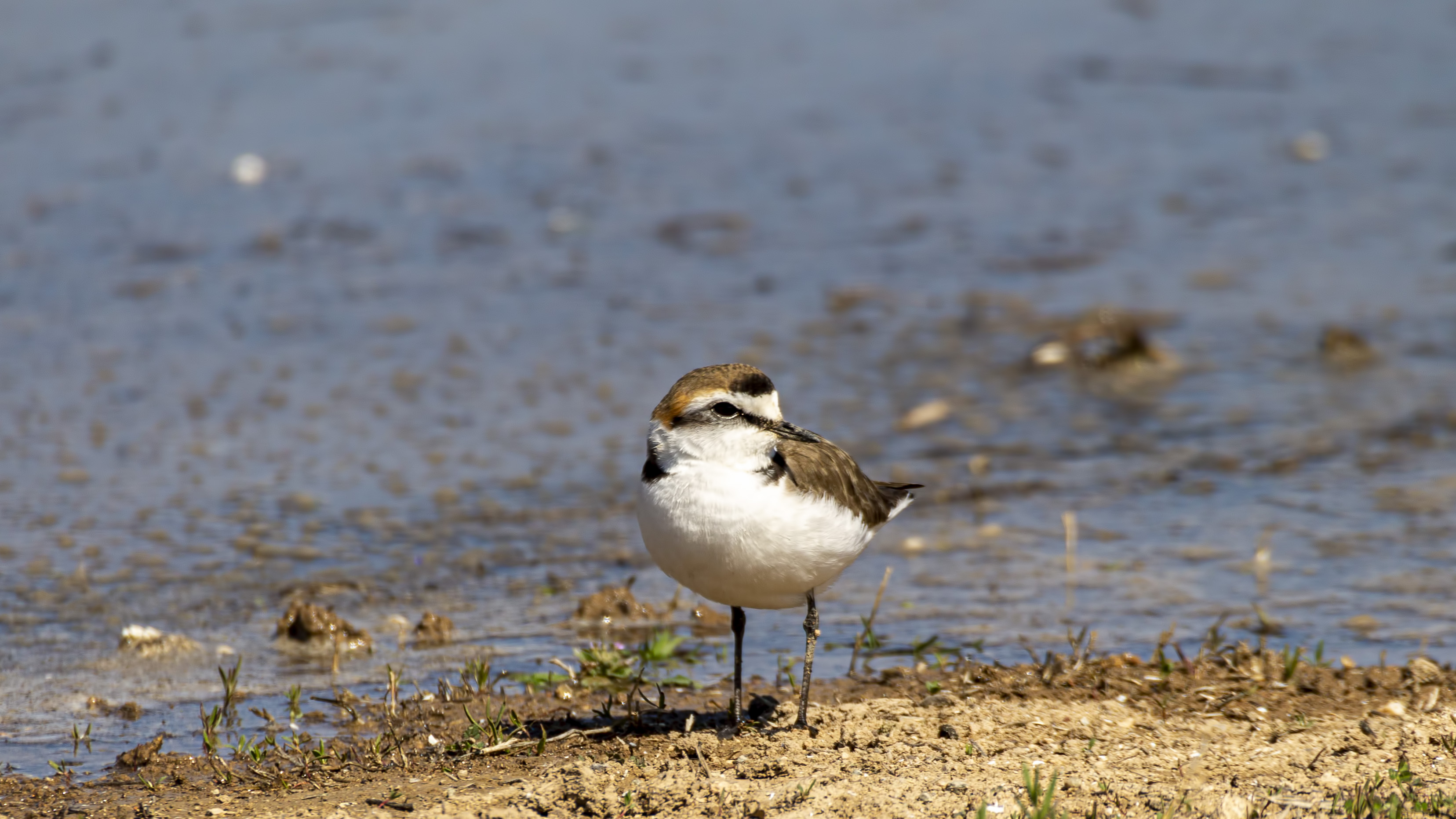 Kentish Plover