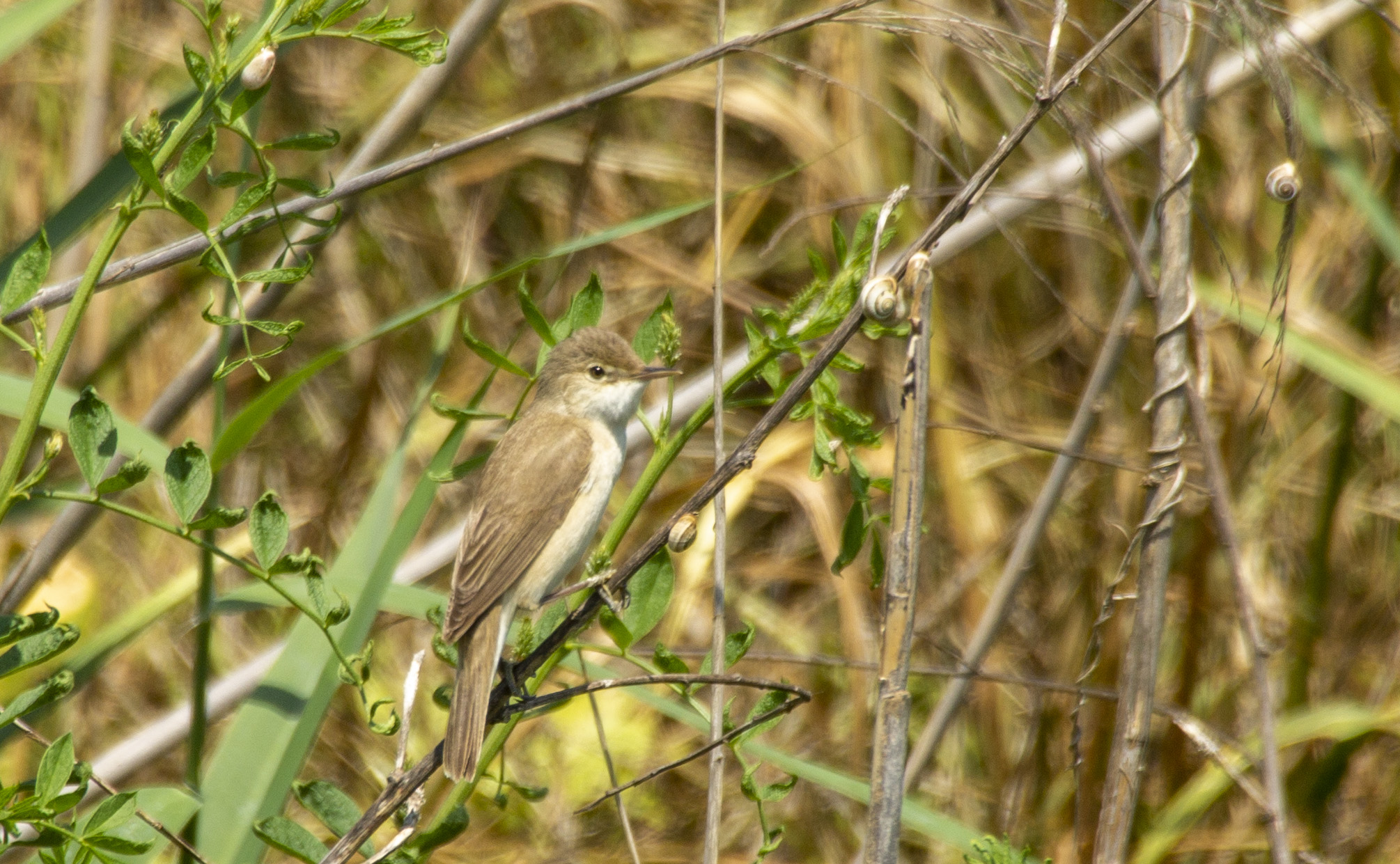 Eastern Olivaceous Warbler
