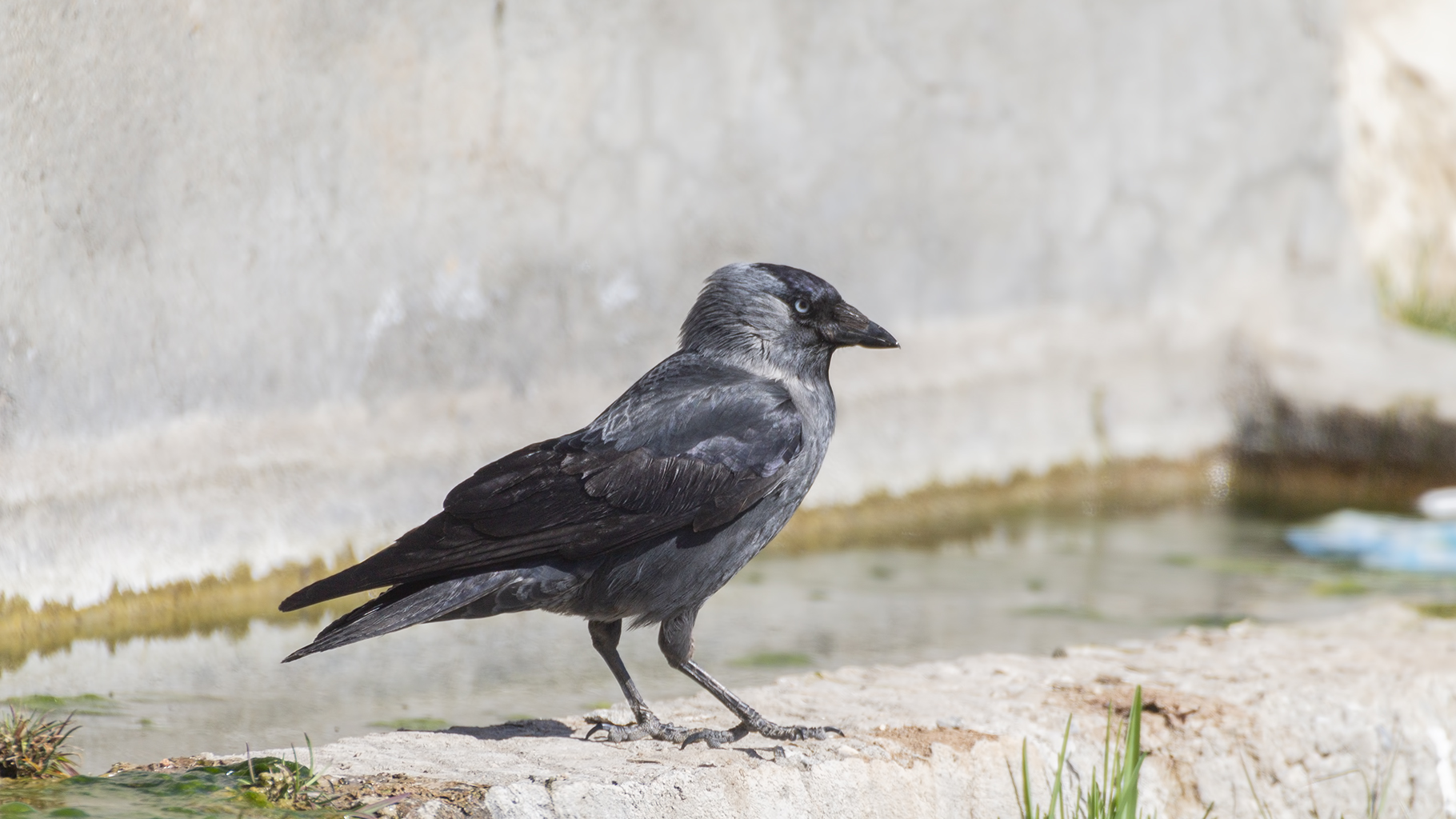 Eurasian Jackdaw