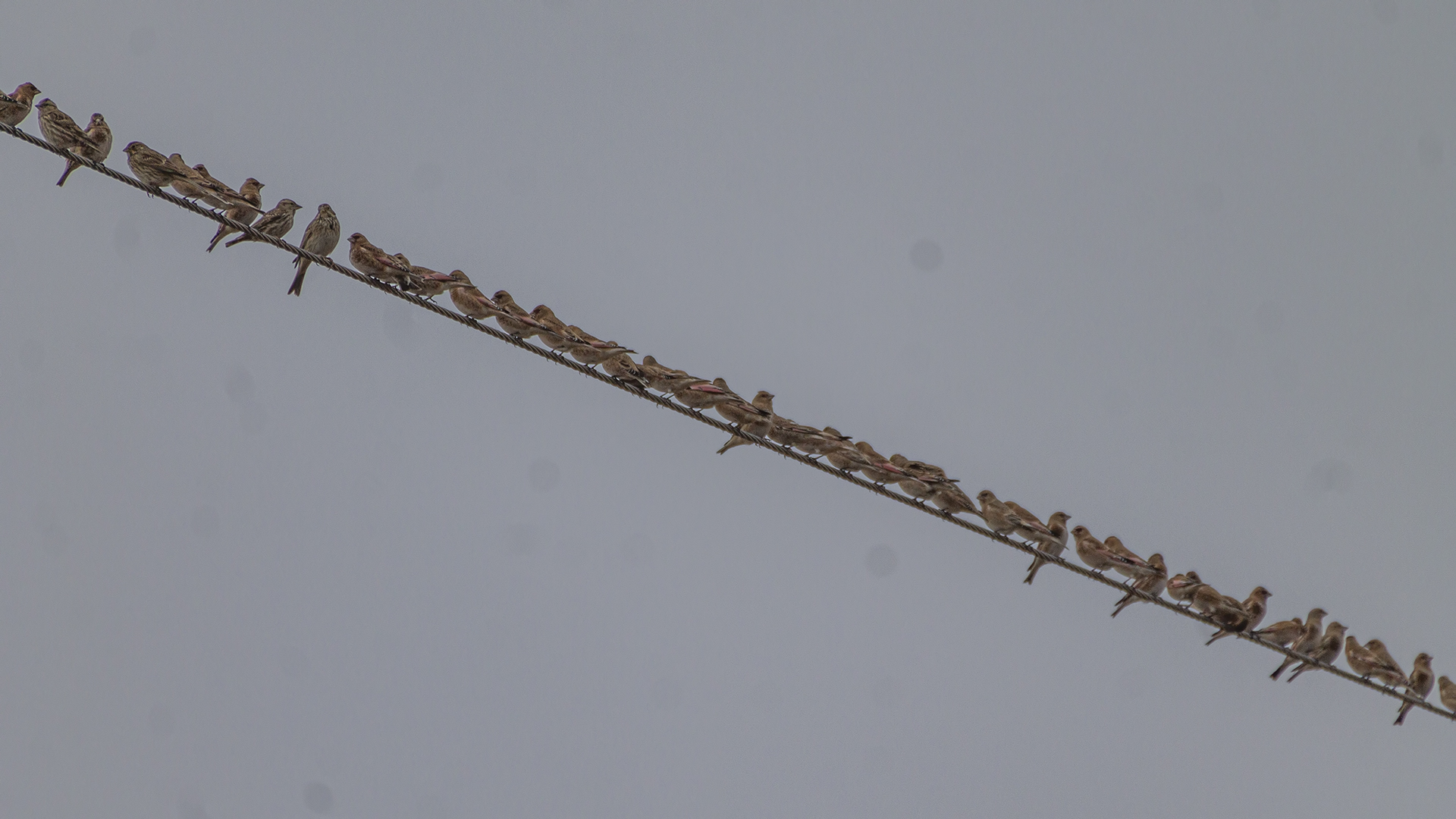 Crimson-winged Finch