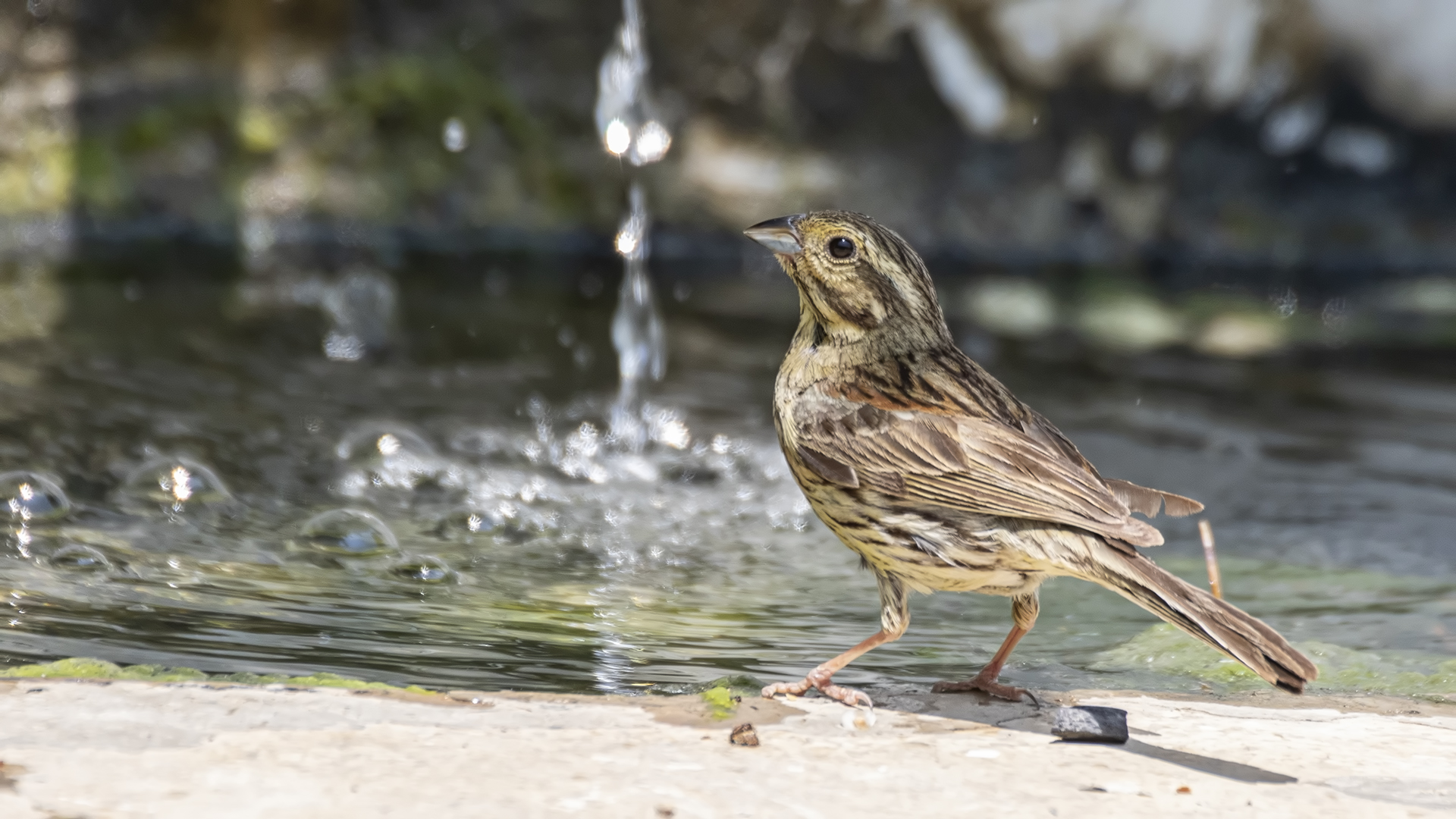 Cirl Bunting