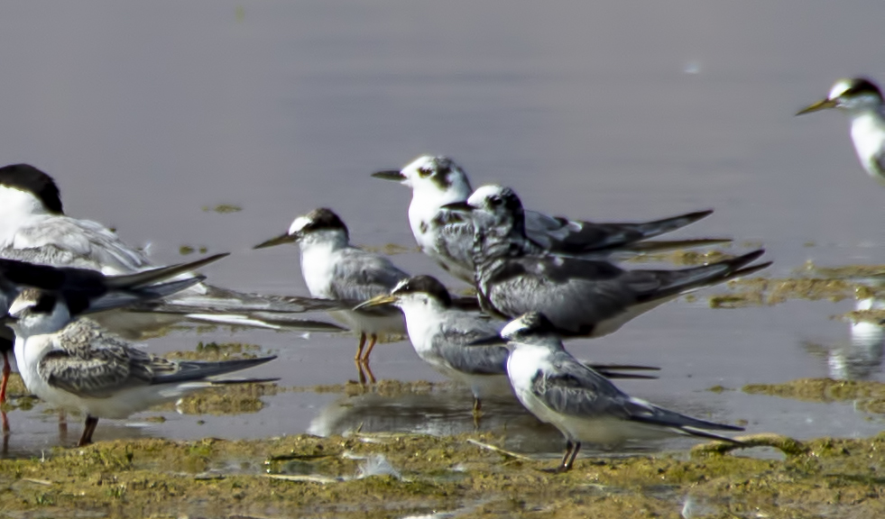 Black Tern