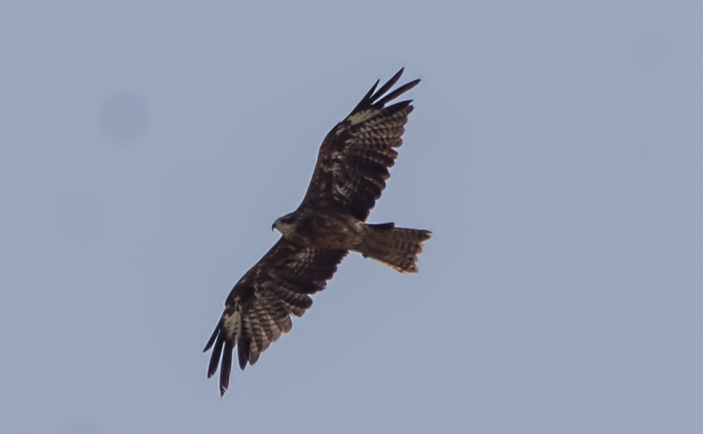 Eurasian Marsh-Harrier