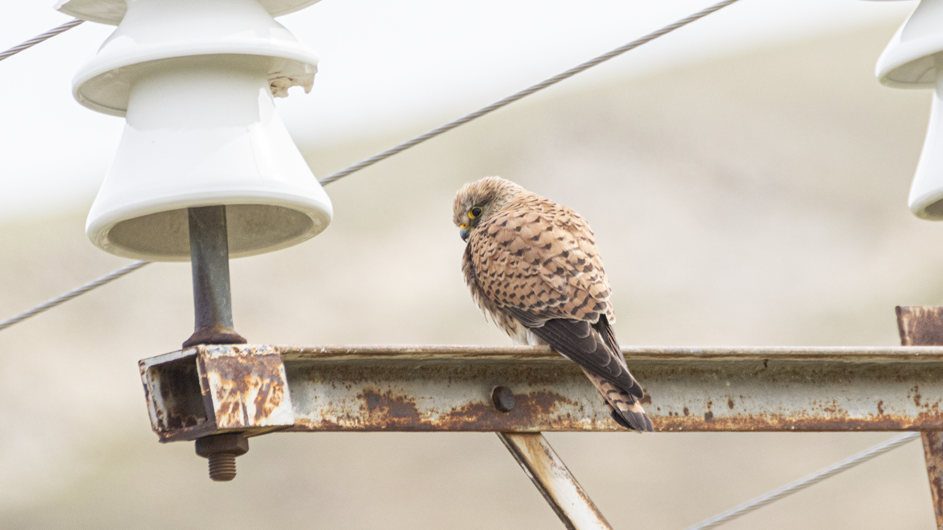 Eurasian Kestrel