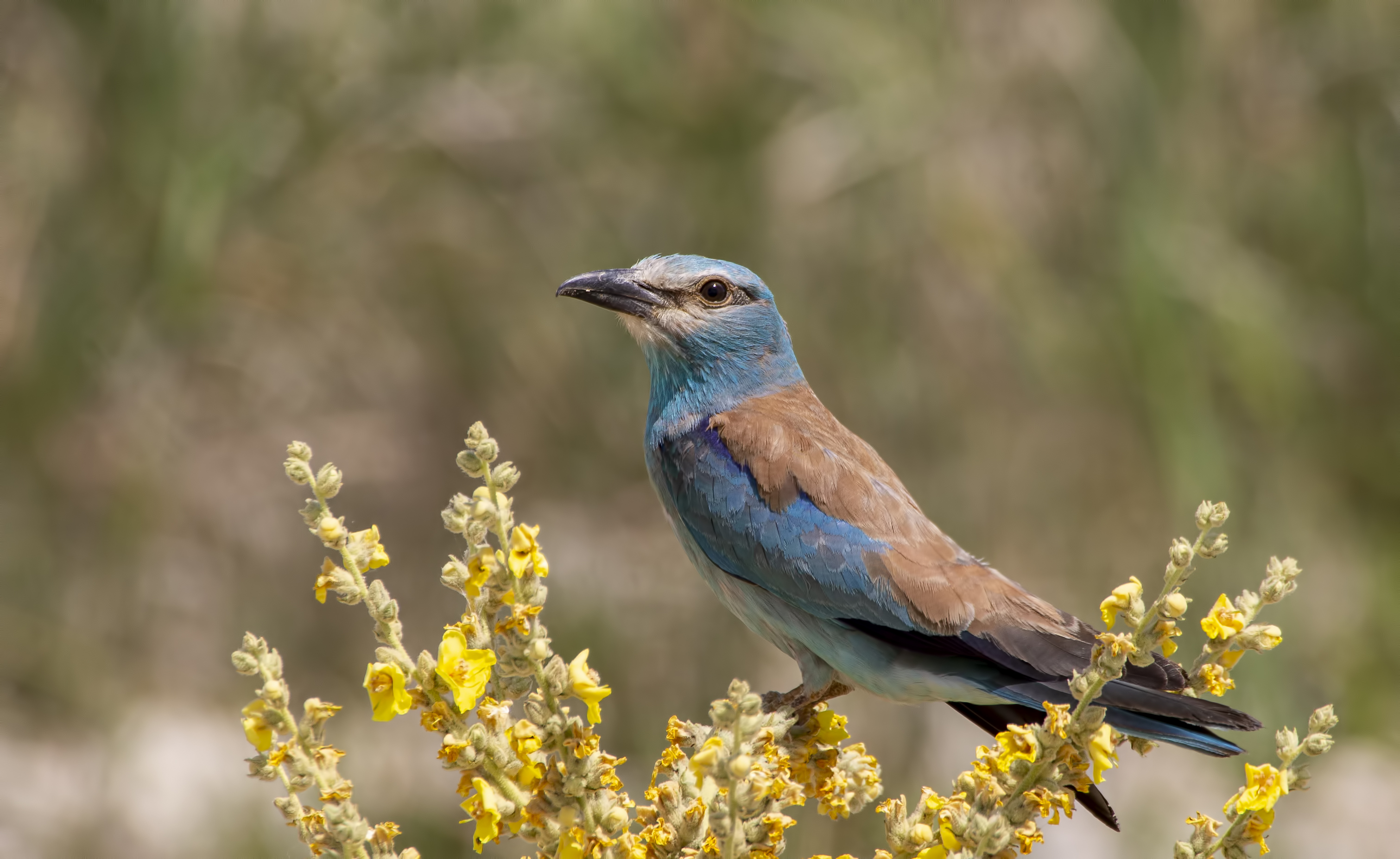 European Roller