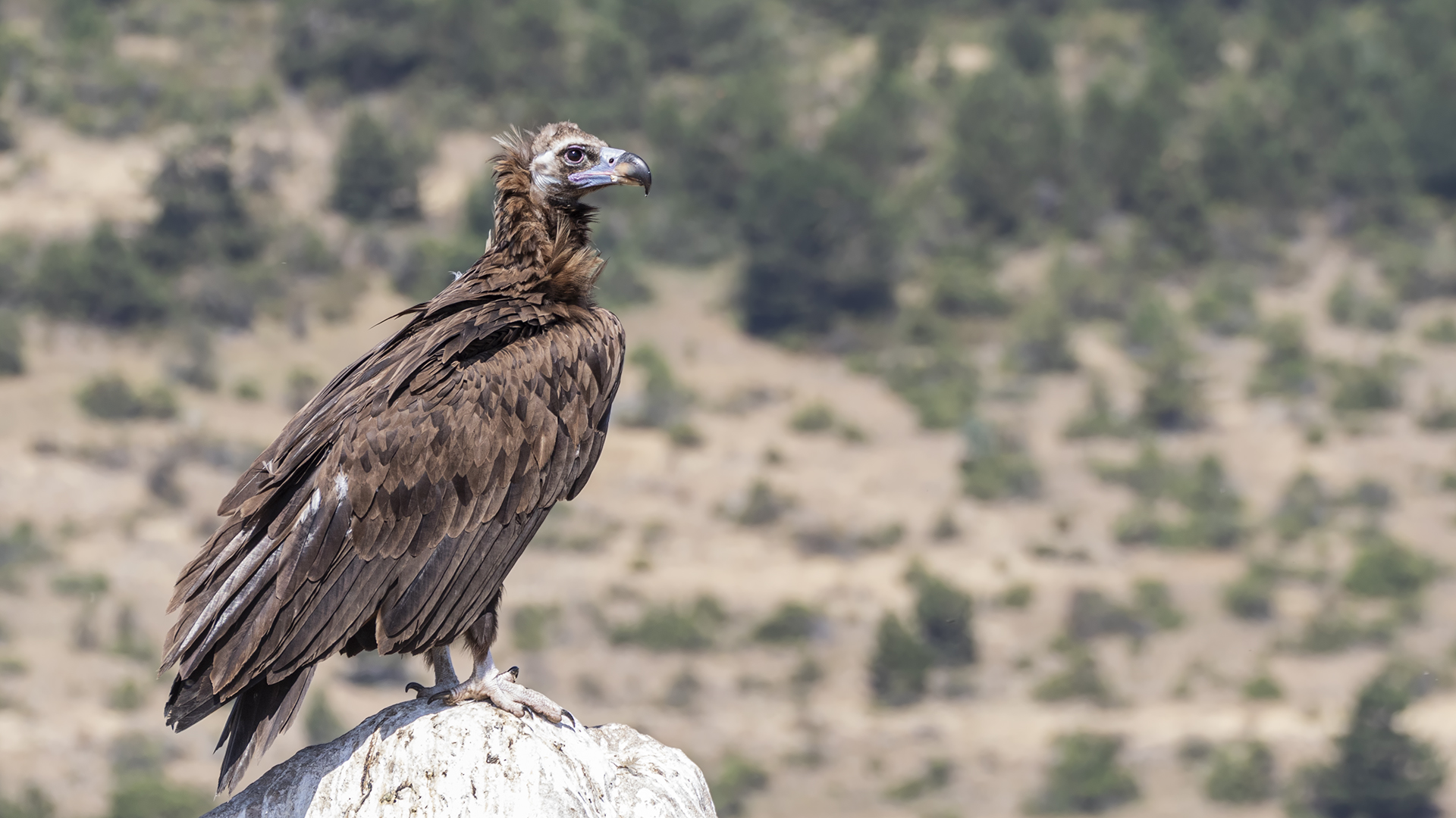 Cinereous Vulture