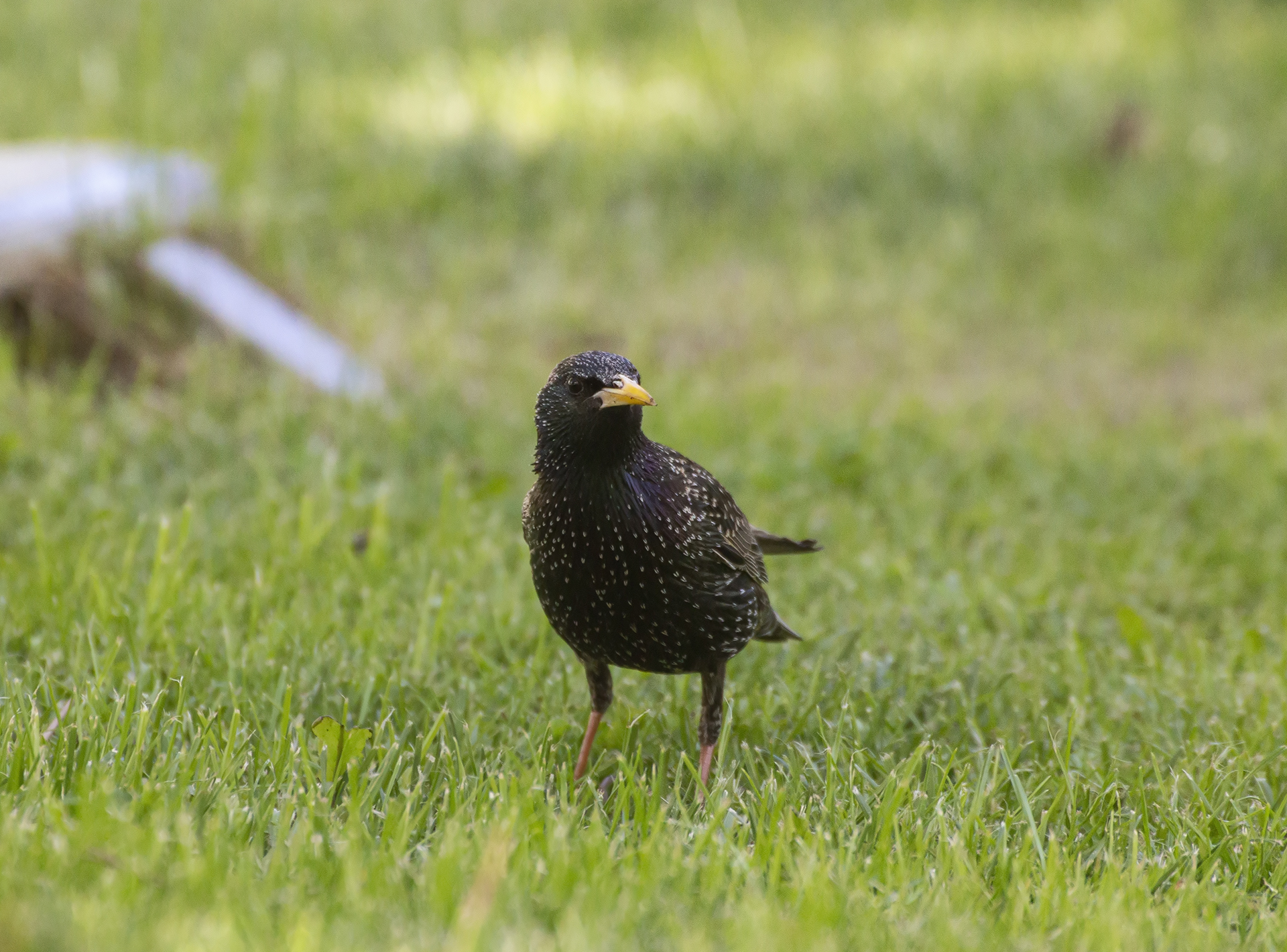 European Starling