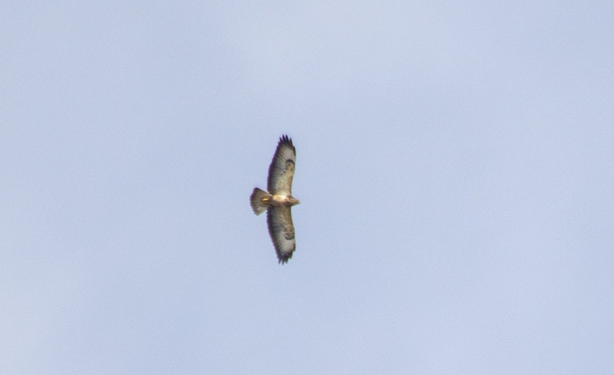 Steppe Eagle