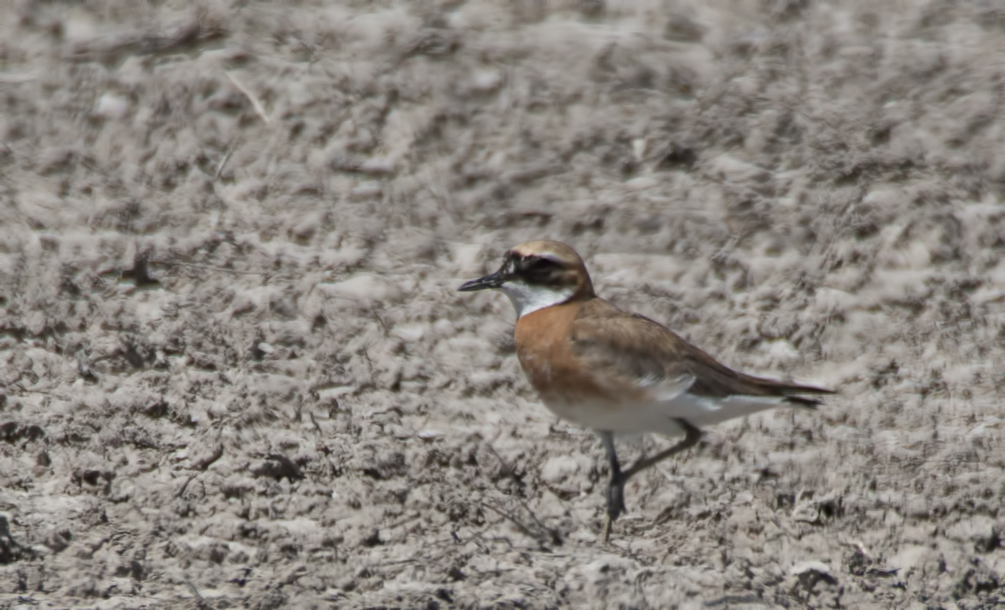 Greater Sand-Plover