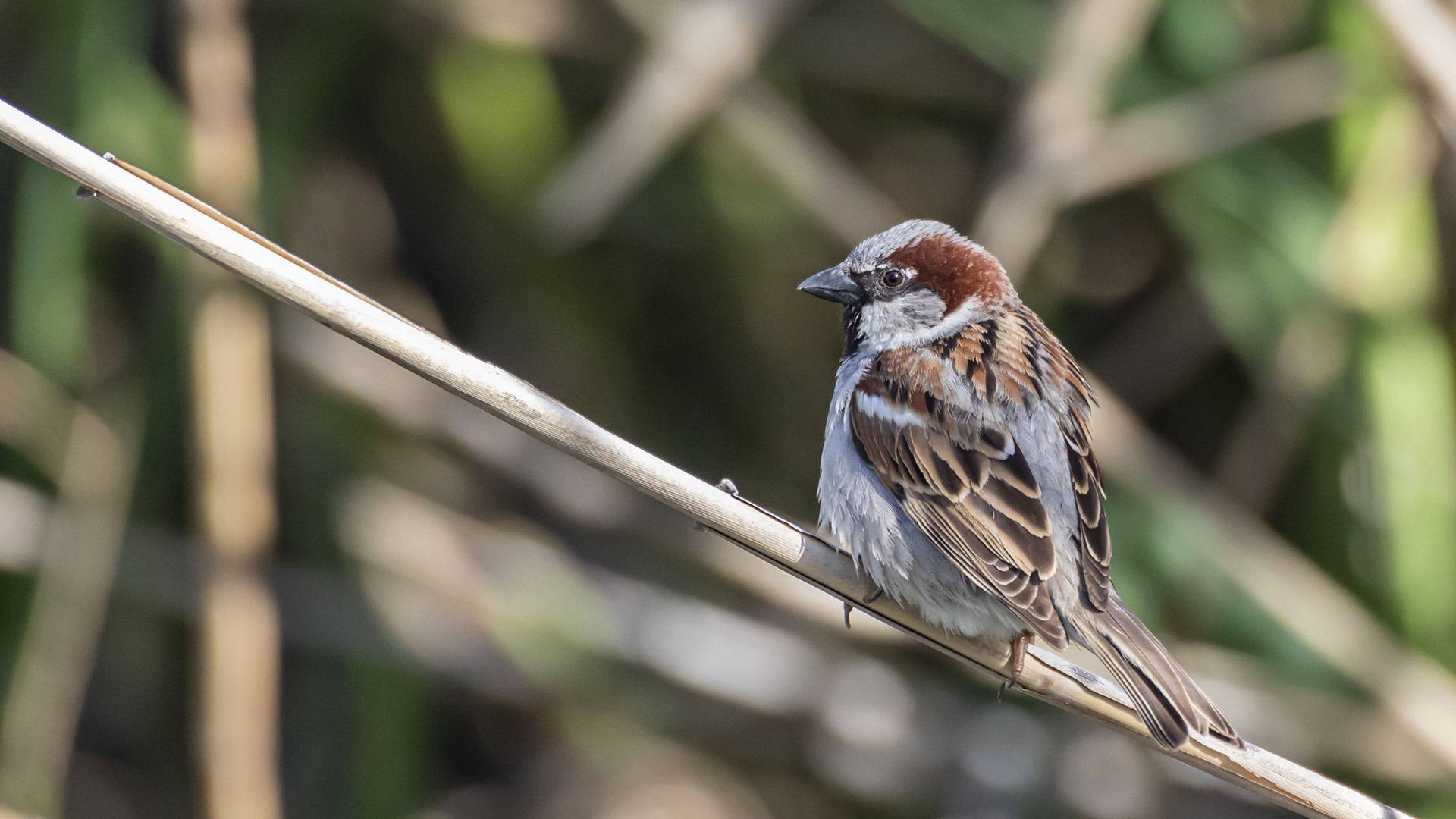 House Sparrow